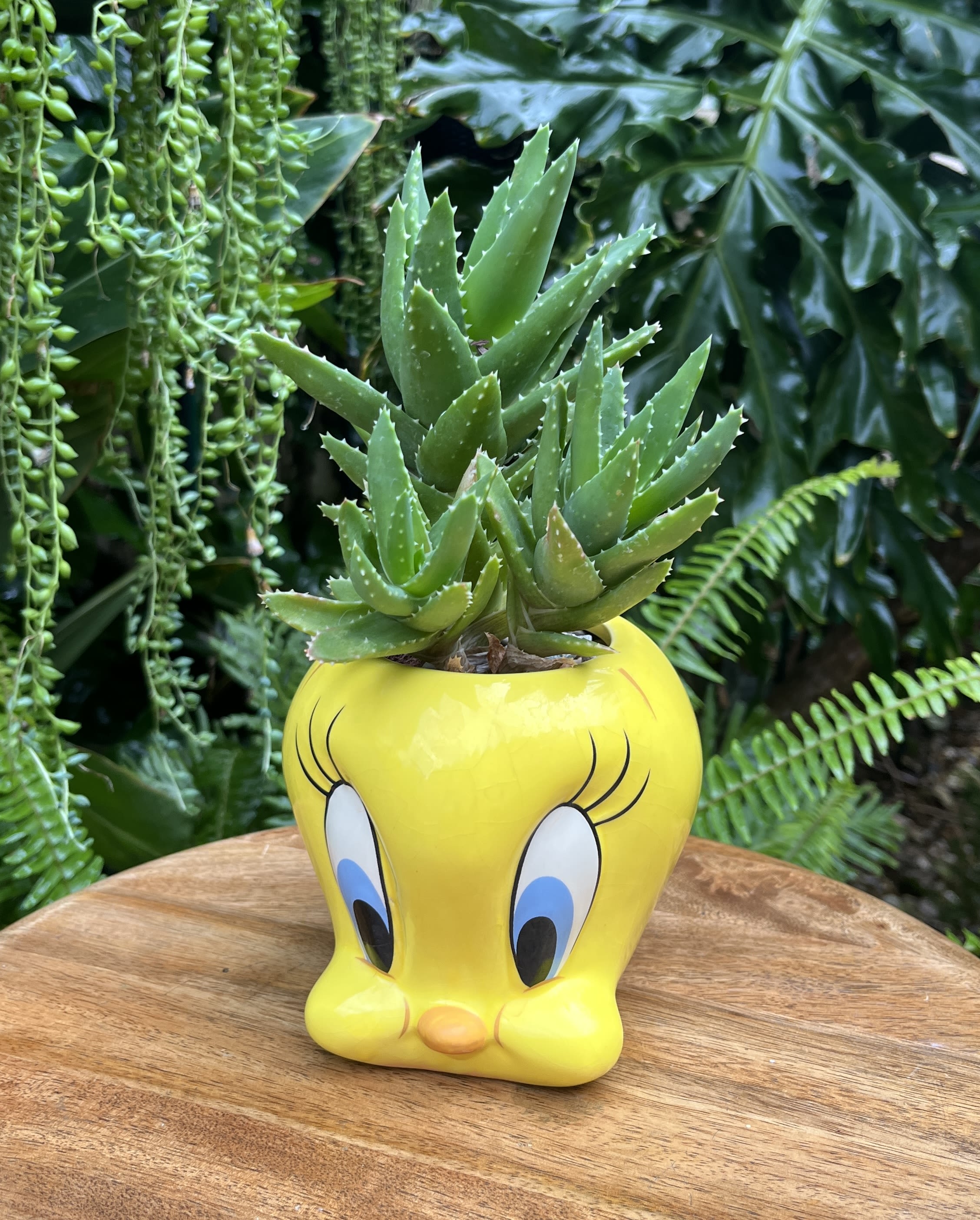 Chicken - A living succulent selected and grown to complement a mug about 4 inches tall.  This photograph illustrates the variety of succulent types and mugs we offer. The specific succulent and mug combination delivered will be determined by the designer based on availability. If you would like to request a specific item, please place your order in the Custom Arrangements section where you can specify those details or give us a call to discuss your ideas. We grow our succulents in a soil-free medium in mugs with drain holes to help assure long-term, disease-free health of the plant. Each succulent comes with a care instruction.