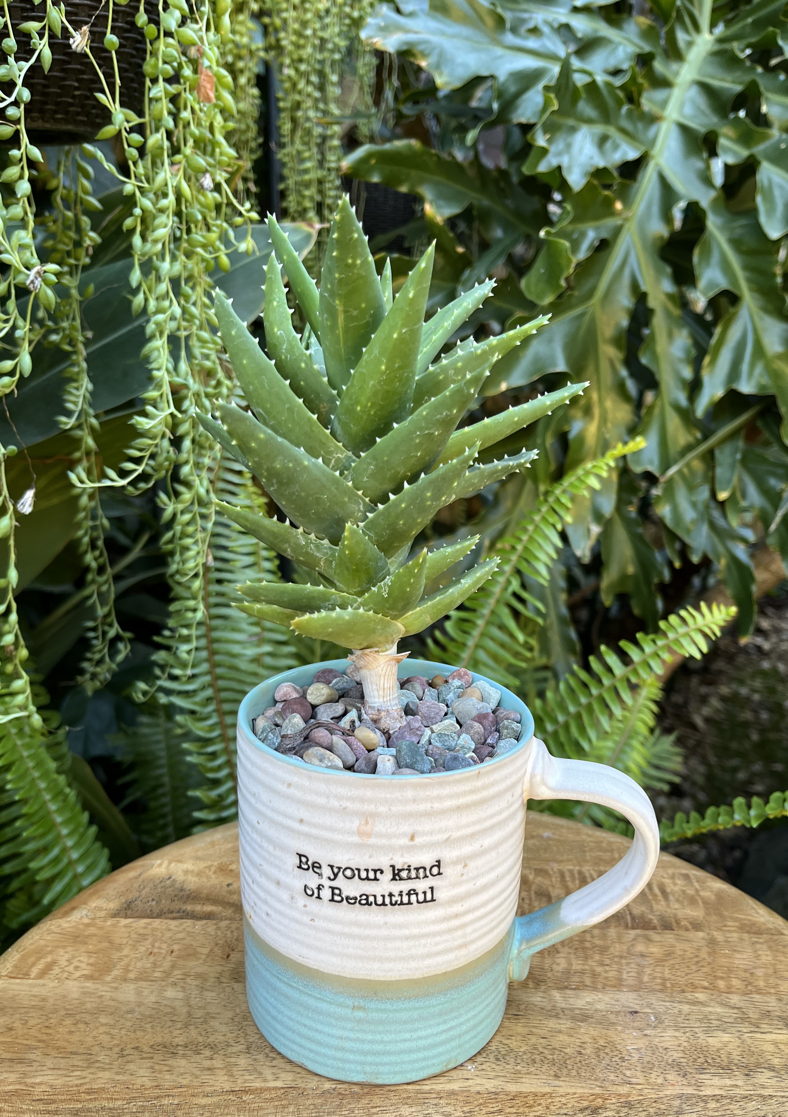 Be Your Kind - A living succulent selected and grown to complement a mug about 4 inches tall.  This photograph illustrates the variety of succulent types and mugs we offer. The specific succulent and mug combination delivered will be determined by the designer based on availability. If you would like to request a specific item, please place your order in the Custom Arrangements section where you can specify those details or give us a call to discuss your ideas. We grow our succulents in a soil-free medium in mugs with drain holes to help assure long-term, disease-free health of the plant. Each succulent comes with a care instruction. 