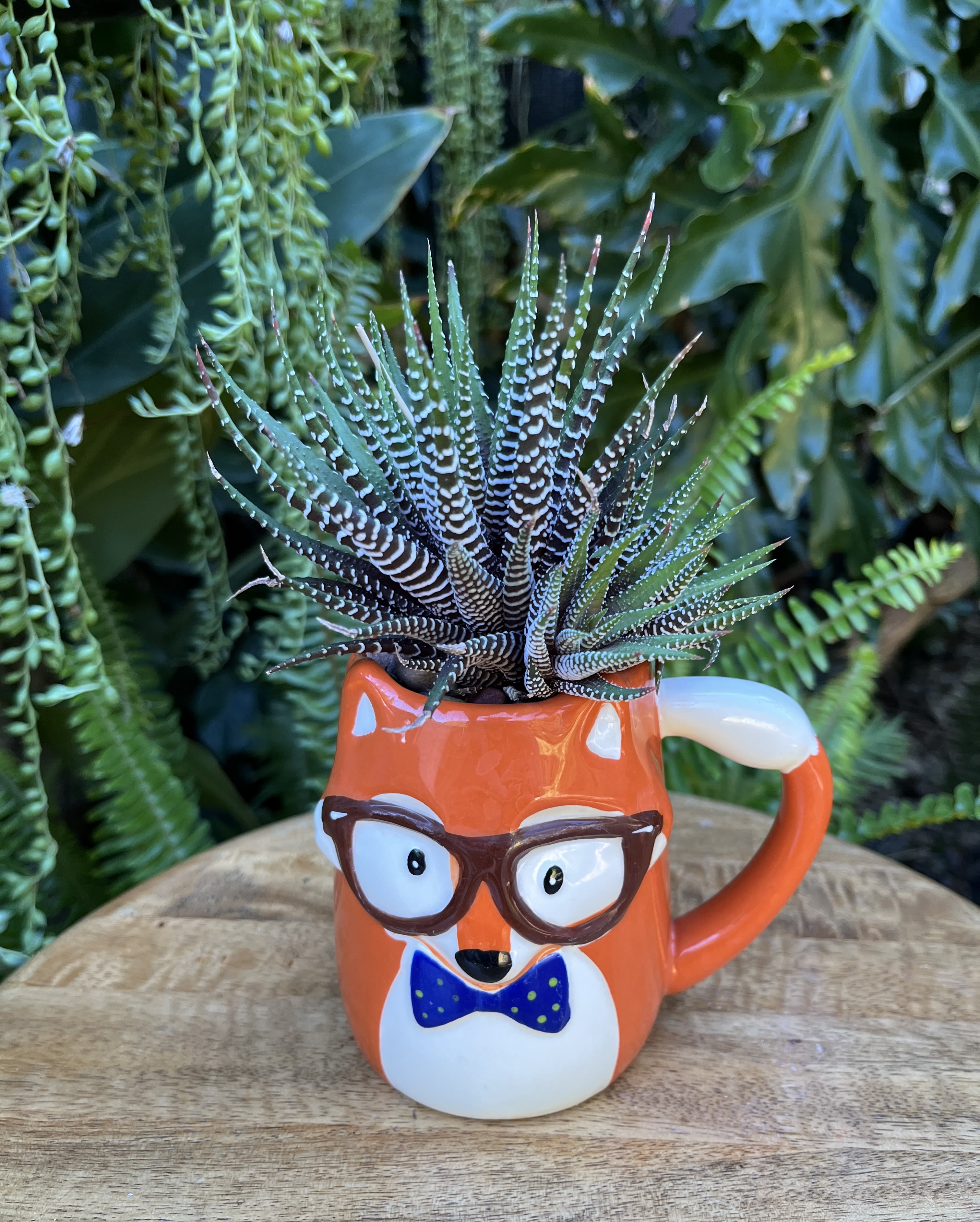 Fox - A living succulent selected and grown to complement a mug about 4 inches tall.  This photograph illustrates the variety of succulent types and mugs we offer. The specific succulent and mug combination delivered will be determined by the designer based on availability. If you would like to request a specific item, please place your order in the Custom Arrangements section where you can specify those details or give us a call to discuss your ideas. We grow our succulents in a soil-free medium in mugs with drain holes to help assure long-term, disease-free health of the plant. Each succulent comes with a care instruction. 