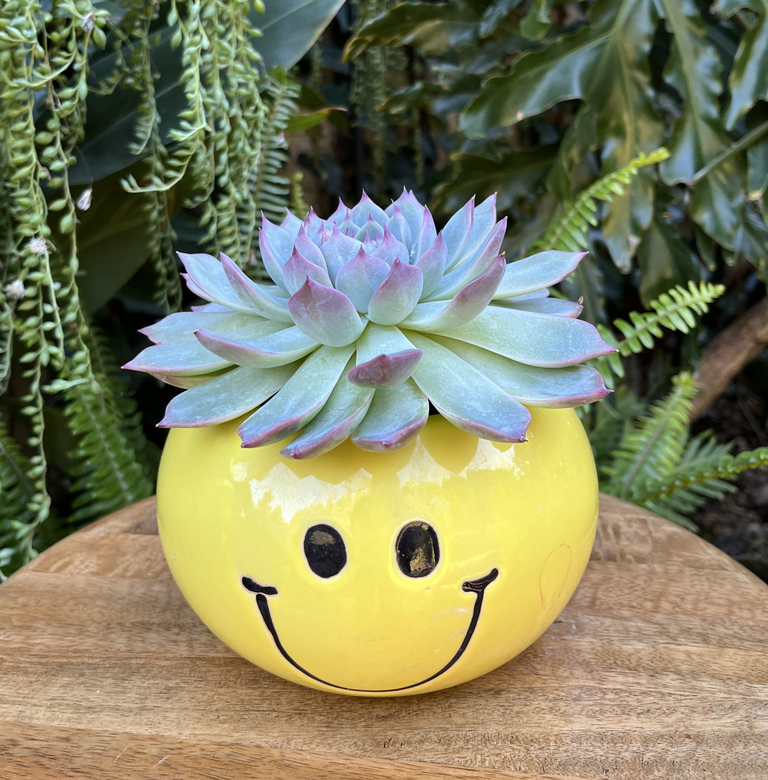 Smiling Face Smiling Face - A living succulent selected and grown to complement a mug about 4 inches tall. Each mug sold separately. This photograph illustrates the variety of succulent types and mugs we offer. The specific succulent and mug combination delivered will be determined by the designer based on availability. If you would like to request a specific item, please place your order in the Custom Arrangements section where you can specify those details or give us a call to discuss your ideas. We grow our succulents in a soil-free medium in mugs with drain holes to help assure long-term, disease-free health of the plant. Each succulent comes with a care instruction.