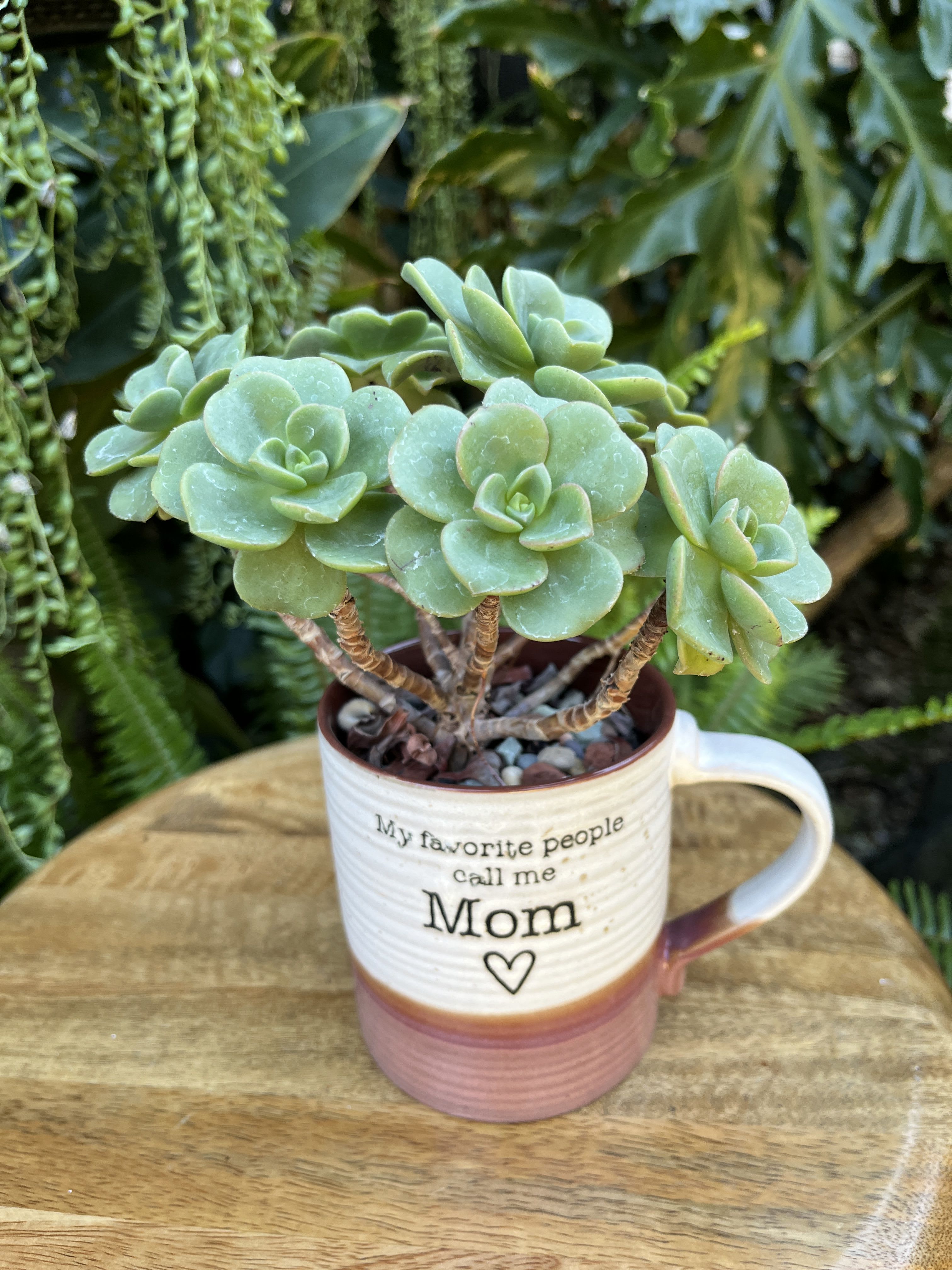 Call Me Mom Call Me Mom - A living succulent selected and grown to complement a mug about 4 inches tall. This photograph illustrates the variety of succulent types and mugs we offer. The specific succulent and mug combination delivered will be determined by the designer based on availability. If you would like to request a specific item, please place your order in the Custom Arrangements section where you can specify those details or give us a call to discuss your ideas. We grow our succulents in a soil-free medium in mugs with drain holes to help assure long-term, disease-free health of the plant. Each succulent comes with a care instruction.