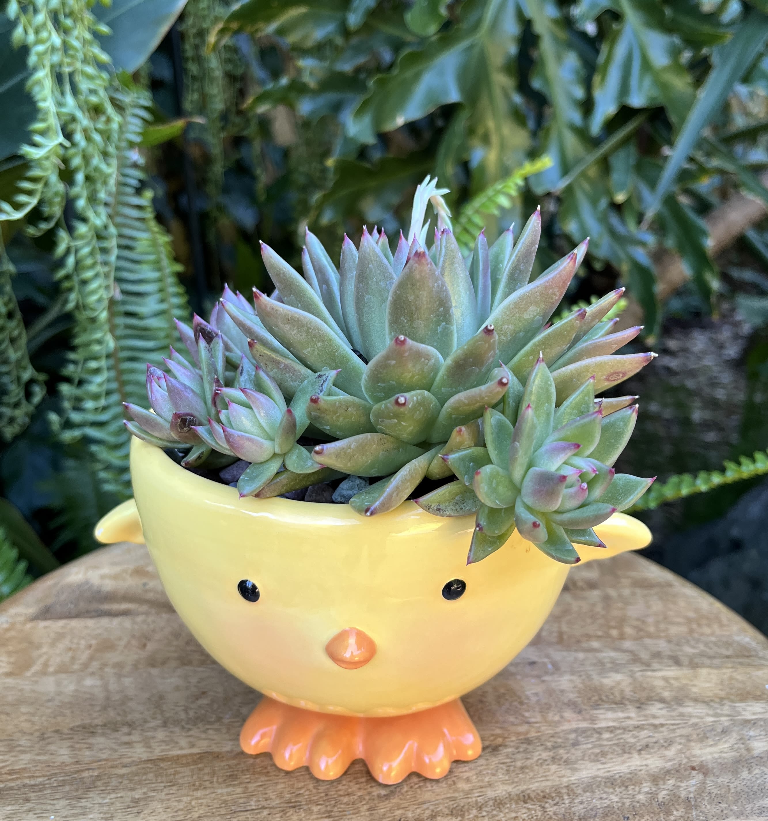 Baby Chick Baby Chick - A living succulent selected and grown to complement a mug about 4 inches tall. This photograph illustrates the variety of succulent types and mugs we offer. The specific succulent and mug combination delivered will be determined by the designer based on availability. If you would like to request a specific item, please place your order in the Custom Arrangements section where you can specify those details or give us a call to discuss your ideas. We grow our succulents in a soil-free medium in mugs with drain holes to help assure long-term, disease-free health of the plant. Each succulent comes with a care instruction.