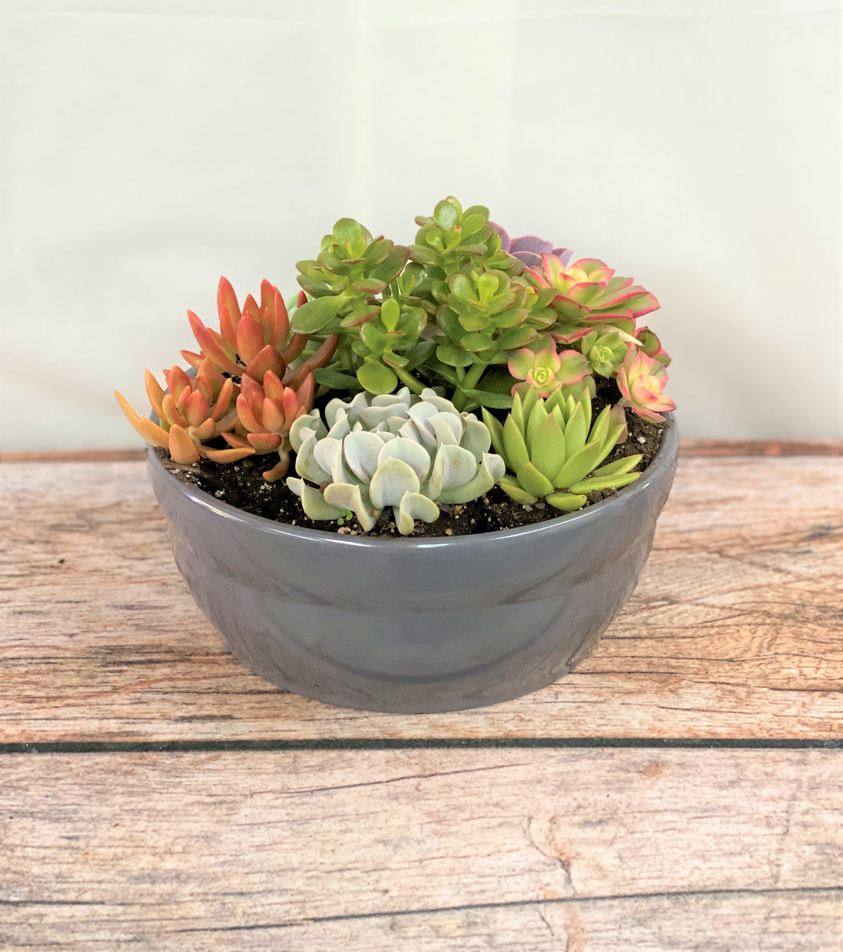 Succulent Garden - Often considered an ornamental plant because of their striking appearance, succulents are easy to care for and make an impressive gift. 