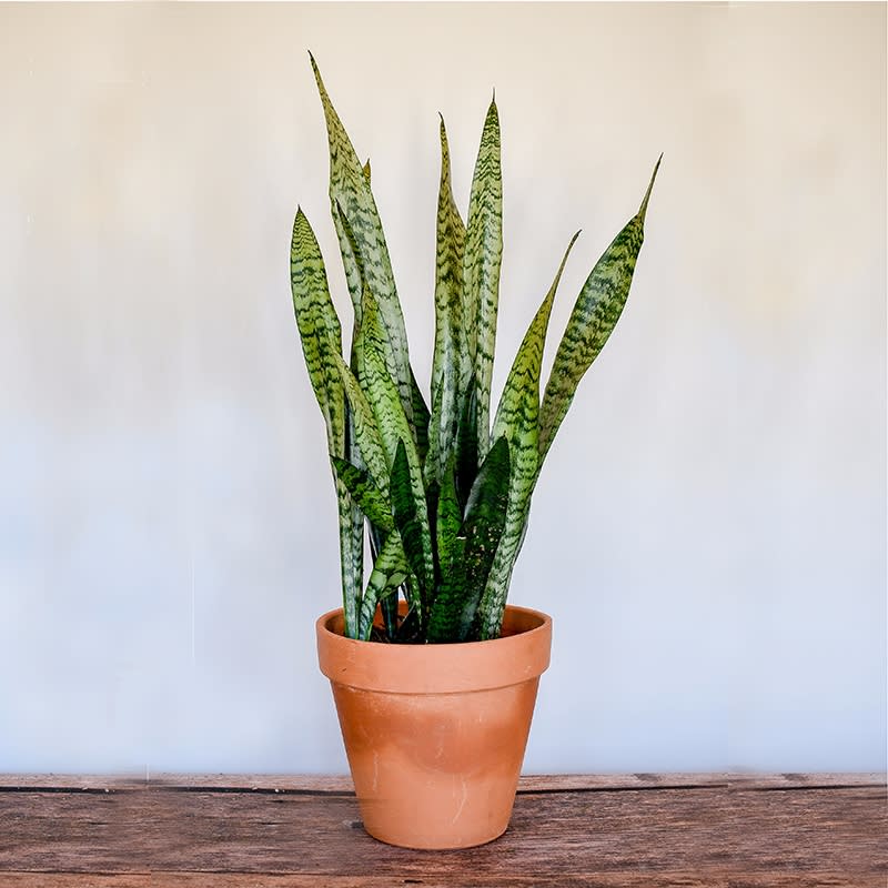 Sansevieria - Snake Plant Sansevieria - Snake Plant - This striking plant has spiky, variegated green leaves, growing tall, making a dramatic presence.  Moderately bright light, protect from direct sun in the summer. Moderately moist soil is preferred. Water thoroughly after soil is dry to touch. Drain excess water in saucer at base of pot to prevent root rot. Do not over water.