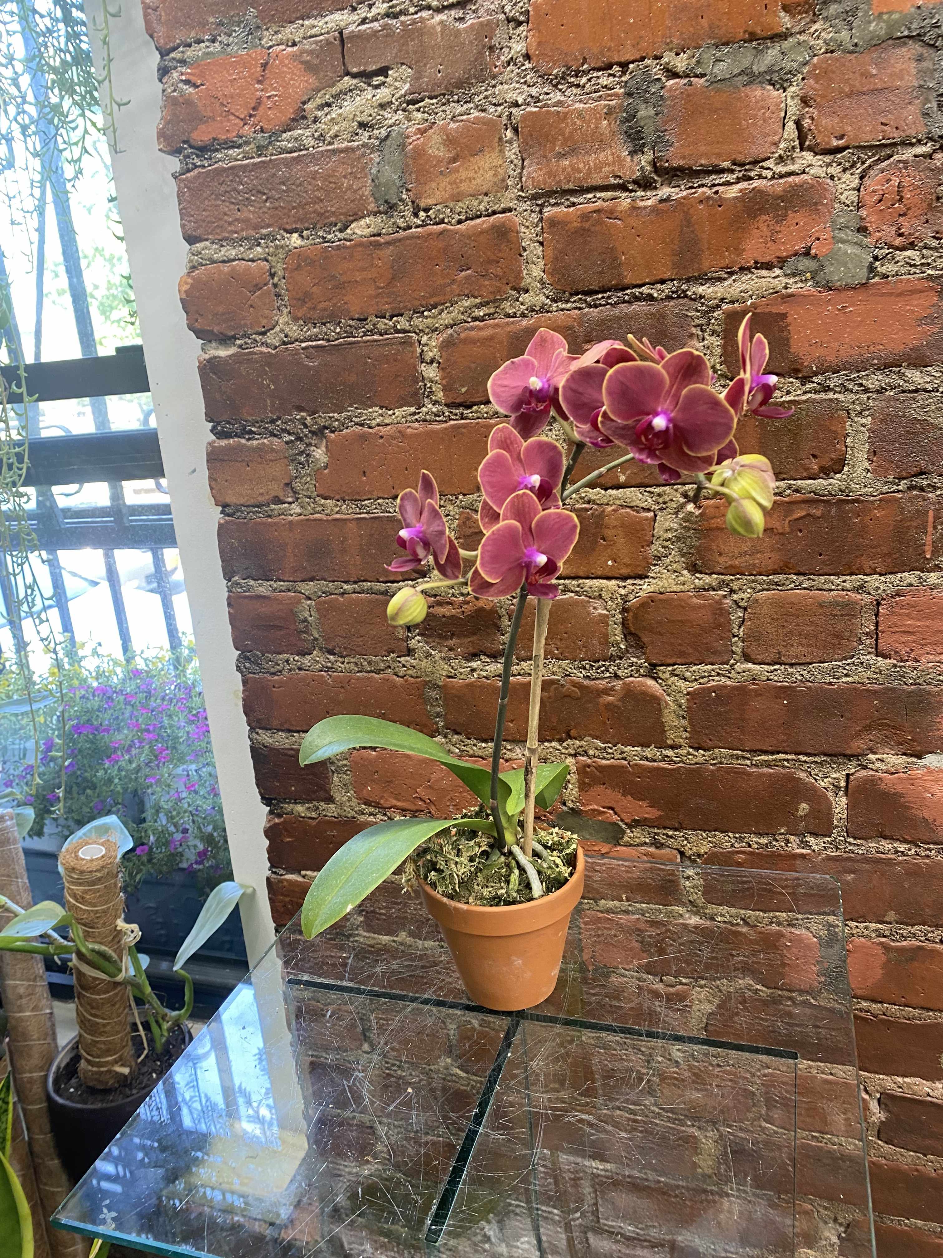 Orchid - The golden rule for orchid care indoors is to duplicate the plant's natural conditions of exposed roots clinging to rough bark as closely as possible. Offer plenty of bright, indirect light. Allow the growing medium to dry out between waterings. Feed with an orchid-specific fertilizer or what is a balanced formula such as 20-20-20 at half strength the concentration recommended. Administer when the plant is actively growing.