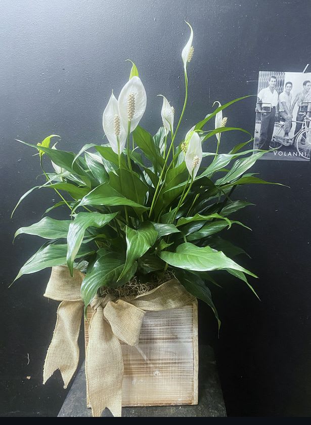 Peace Lily Plant 6" Peace Lily Plant 6" - Peace Lily 6". Vase will vary depending on what vase we have in stock.