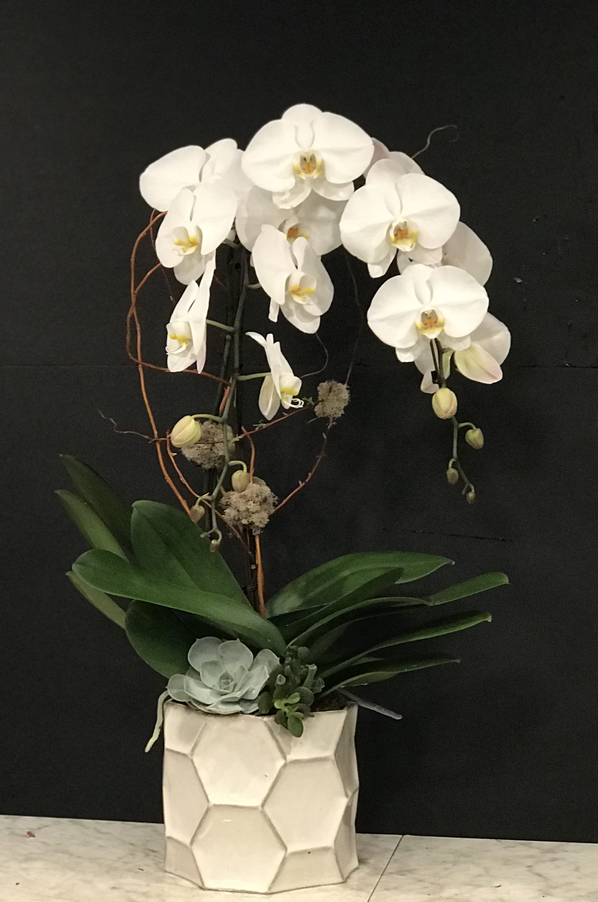 Double Orchid Garden - We offer the best Double Phalenopsis Orchids grown in the Northwest. Orchids come in an elegant white or variety of colors depending on the time of year. We can pot up a simple and elegant natural garden, or a whimsical colorful explosion of celebration.