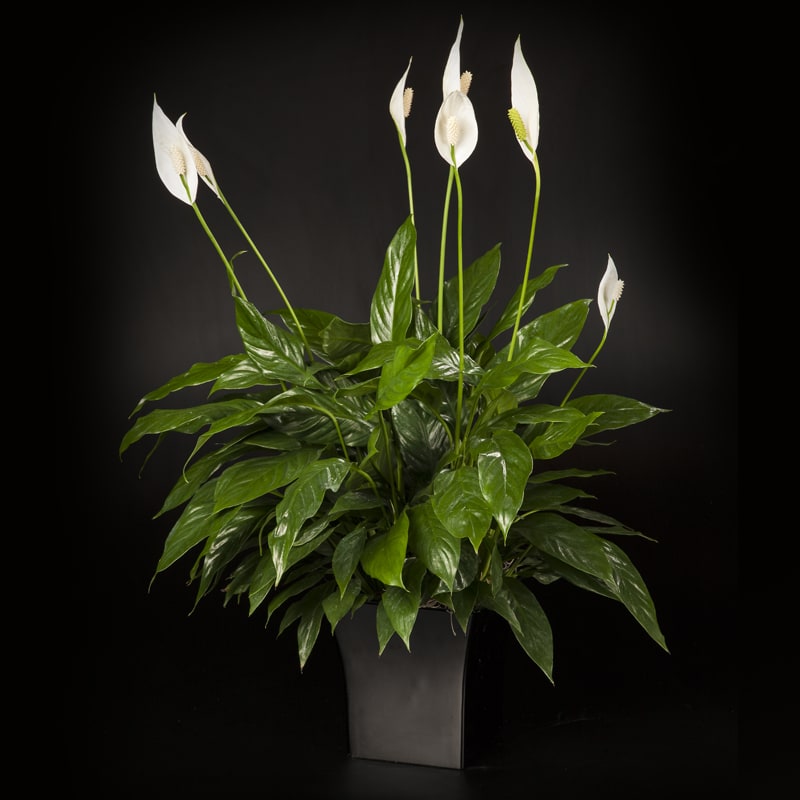 Simple Yet Elegant - Small Simple Yet Elegant - Small - Bold leafy greens with stunning white blooms make an elegant gift. Also known as the Peace Lily, the Spathiphyllum is an easy care houseplant that can be admired for years to come. Arriving in a nice wicker basket or upgraded to a black glossy pot, this plant is perfect for any occasion, offering peace and serenity, or to simply say I'm thinking of you. Small