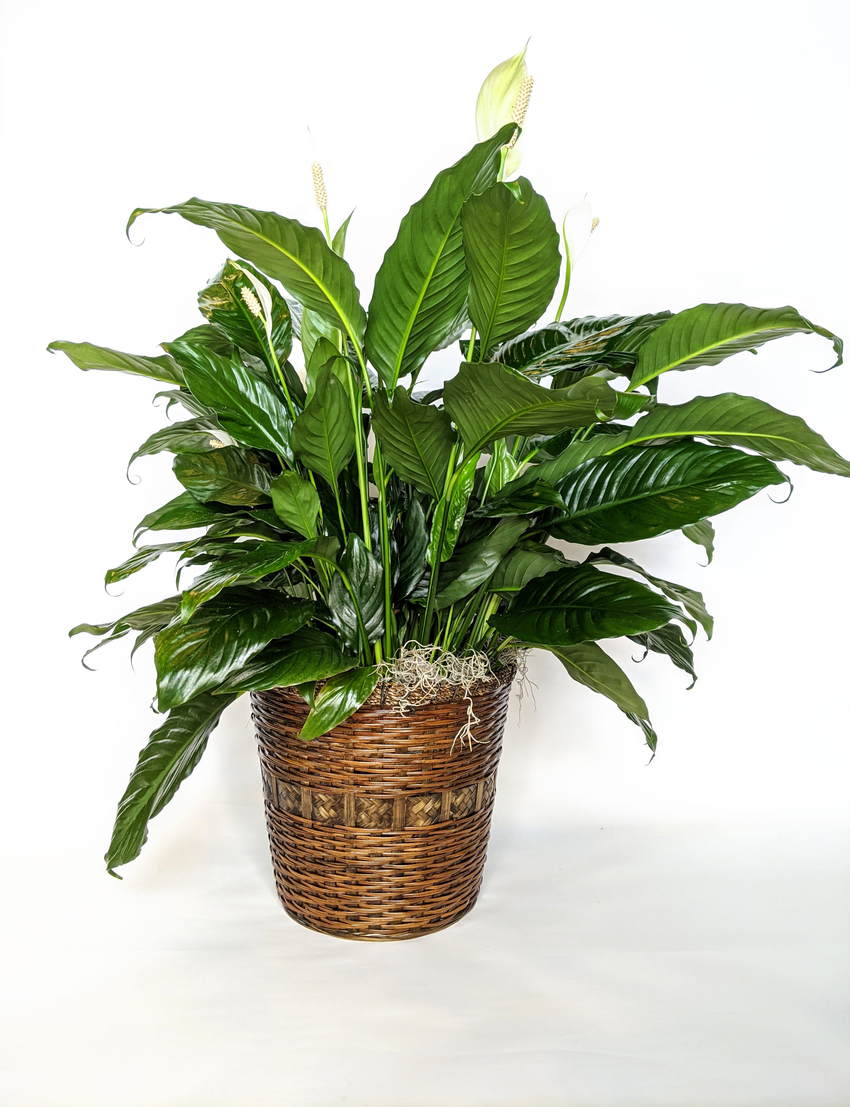 10" Peace Lily 10" Peace Lily - This peace lily is a beautiful full green plant that gets stunning white blooms. This large peace lily is a great way to let someone know that you're thinking of them.
