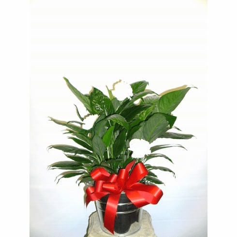 Peace Lily with Carnations - A 6&quot; Peace Lily in basket with carnations added.