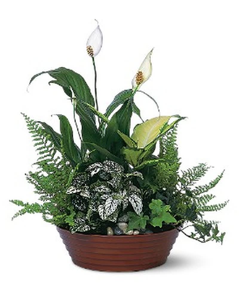 White Garden White Garden - Whether at the office or in their home, our garden dish, filled with an artful display of white-on-green plants, will be an everlasting reminder of your thoughtfulness. Dieffenbachia, fern, ivy and spathiphyllum arrive in a simple round dish. Approximately 13" W x 15" H Orientation: One-Sided As Shown : TF139-2