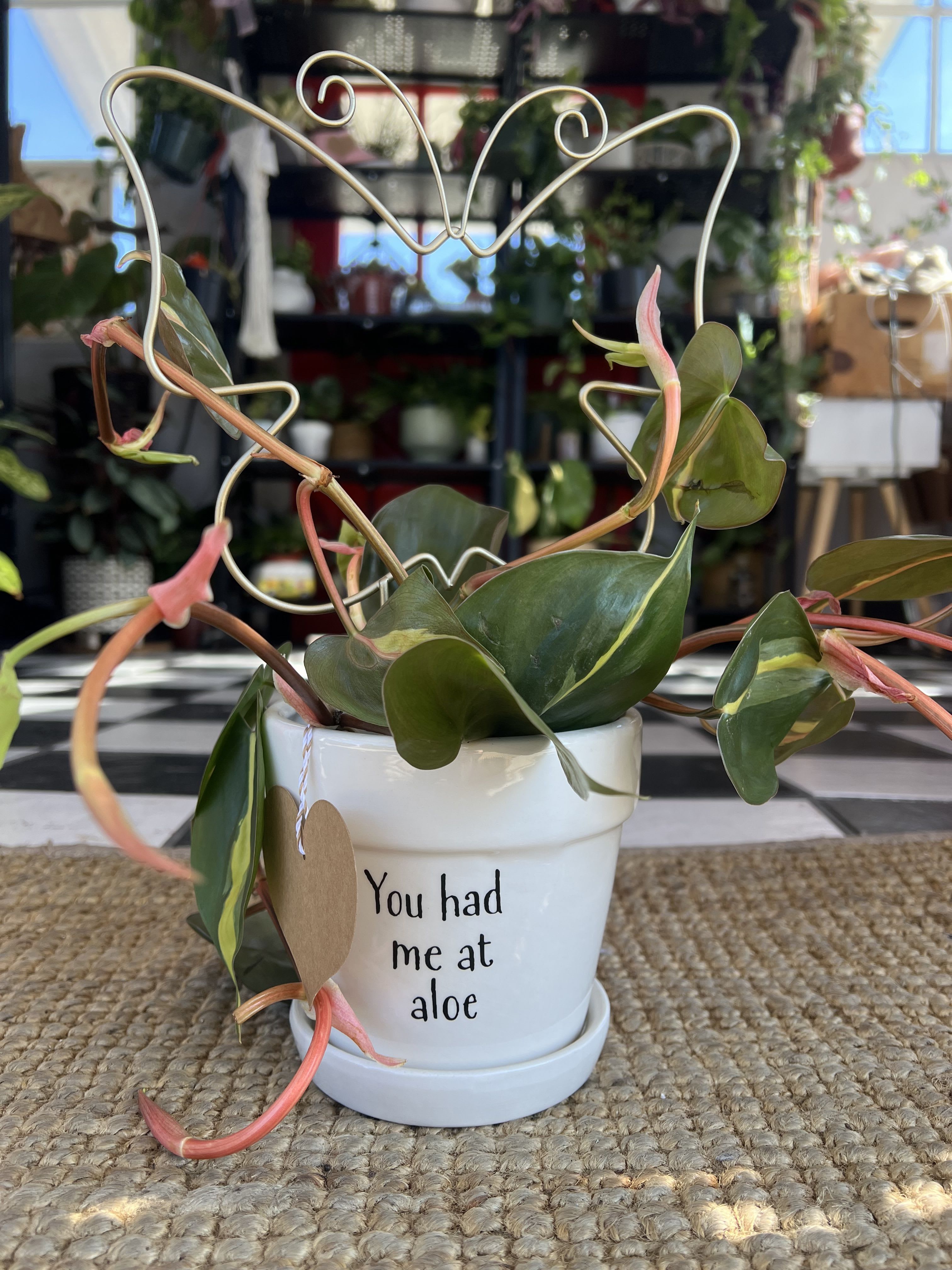 You Had Me at Aloe - Plant, pot &amp; Trellis