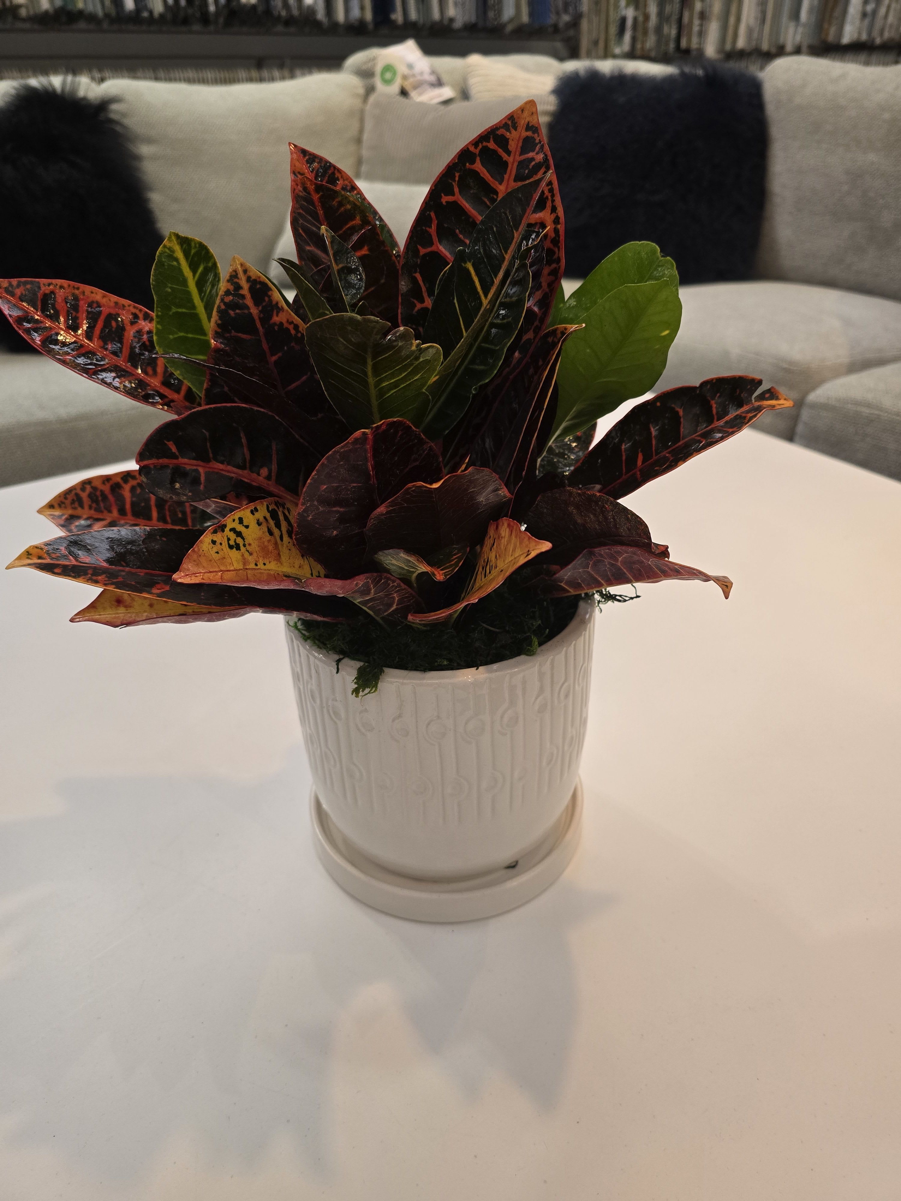 Croton Plant - Garden croton's stunning leaves make this plant a great addition to any home. They require bright light and you can judge the water needs by if new leaves are wilting. A great gift for a variety of occasions, a croton plant is the perfect present for any occasion.
