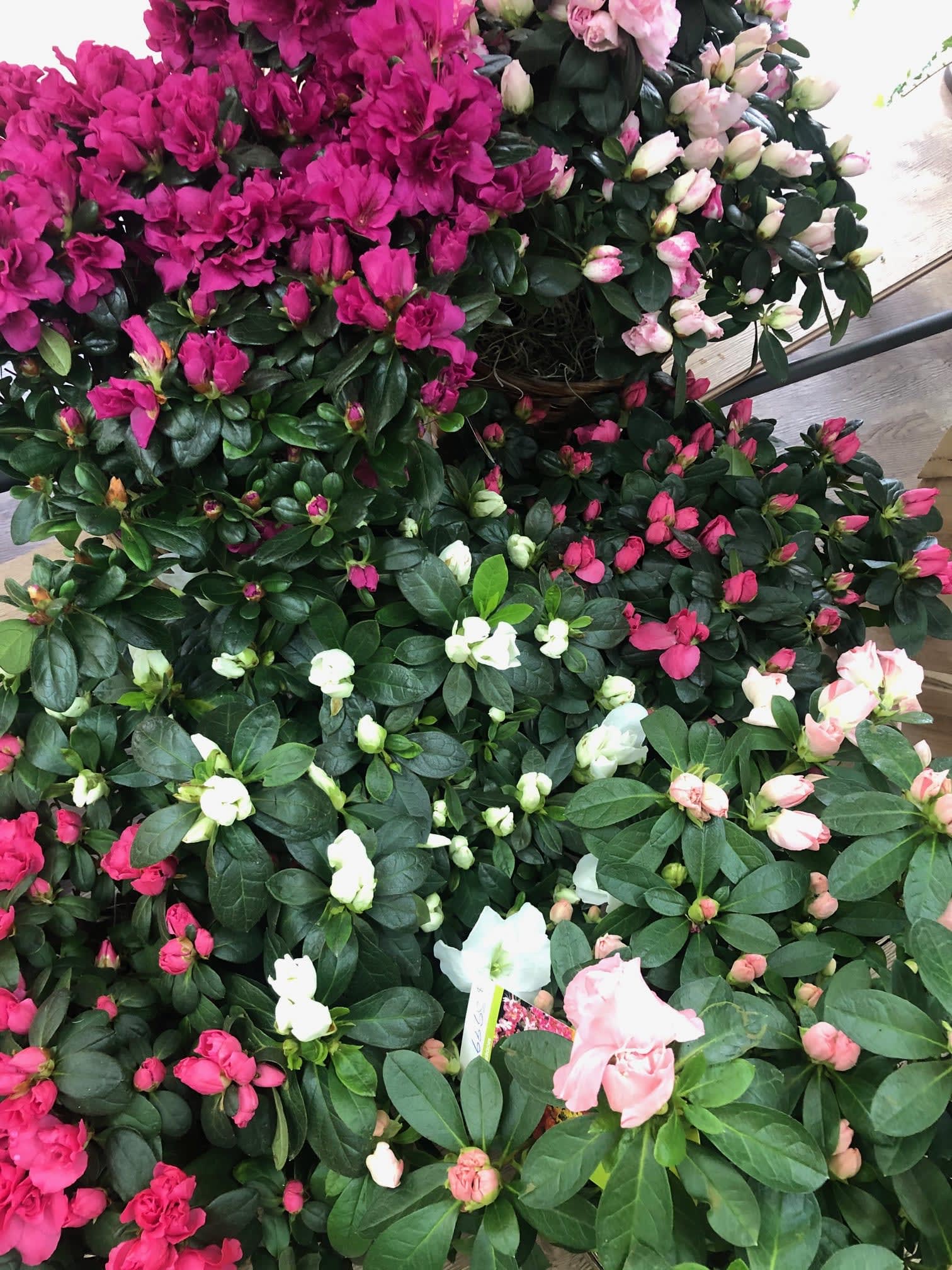 Azalea Plants Azalea Plants - Call for availability of colors