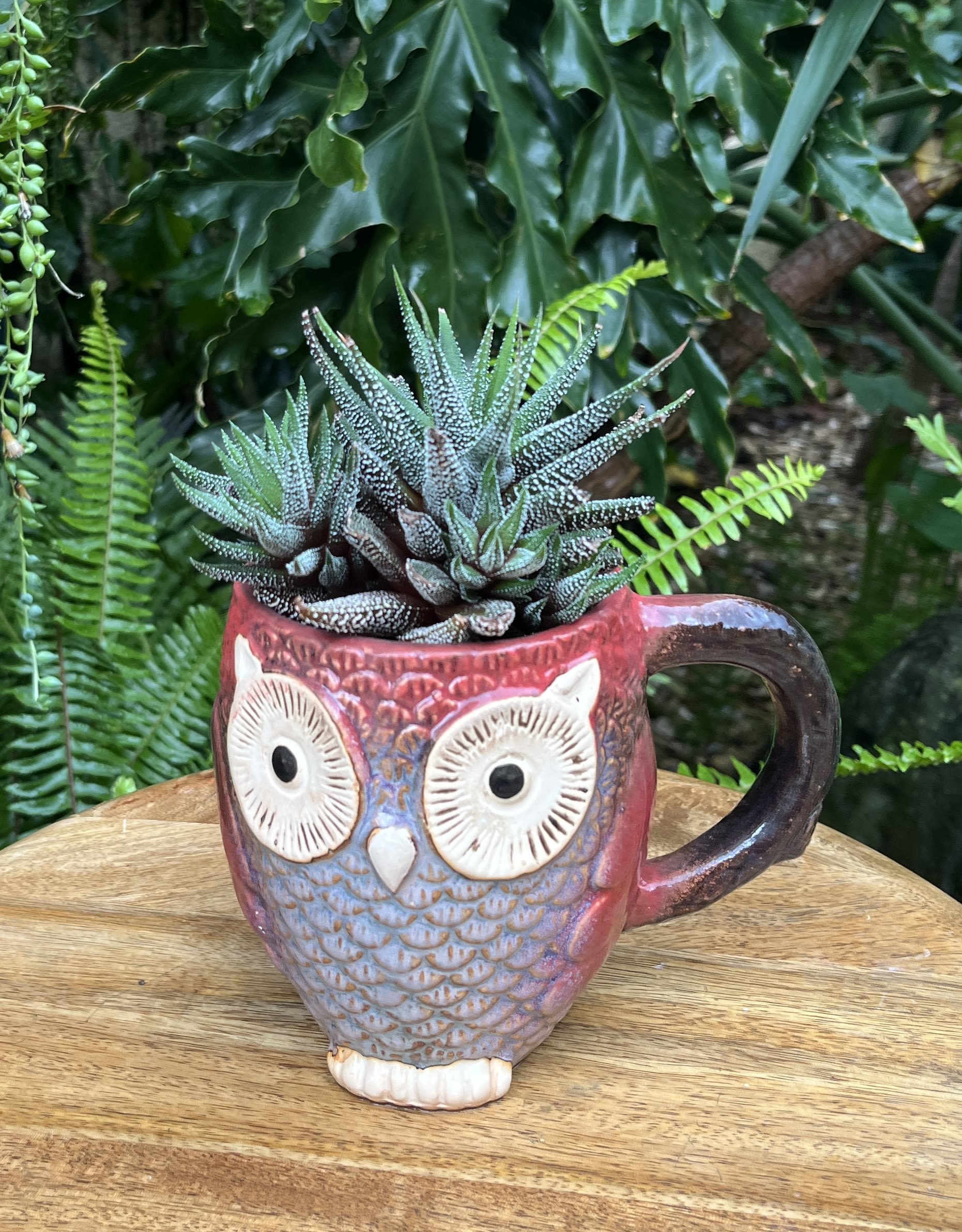 Brown owl Brown owl - A living succulent selected and grown to complement a mug about 4 inches tall. This photograph illustrates the variety of succulent types and mugs we offer. The specific succulent and mug combination delivered will be determined by the designer based on availability. If you would like to request a specific item, please place your order in the Custom Arrangements section where you can specify those details or give us a call to discuss your ideas. We grow our succulents in a soil-free medium in mugs with drain holes to help assure long-term, disease-free health of the plant. Each succulent comes with a care instruction.