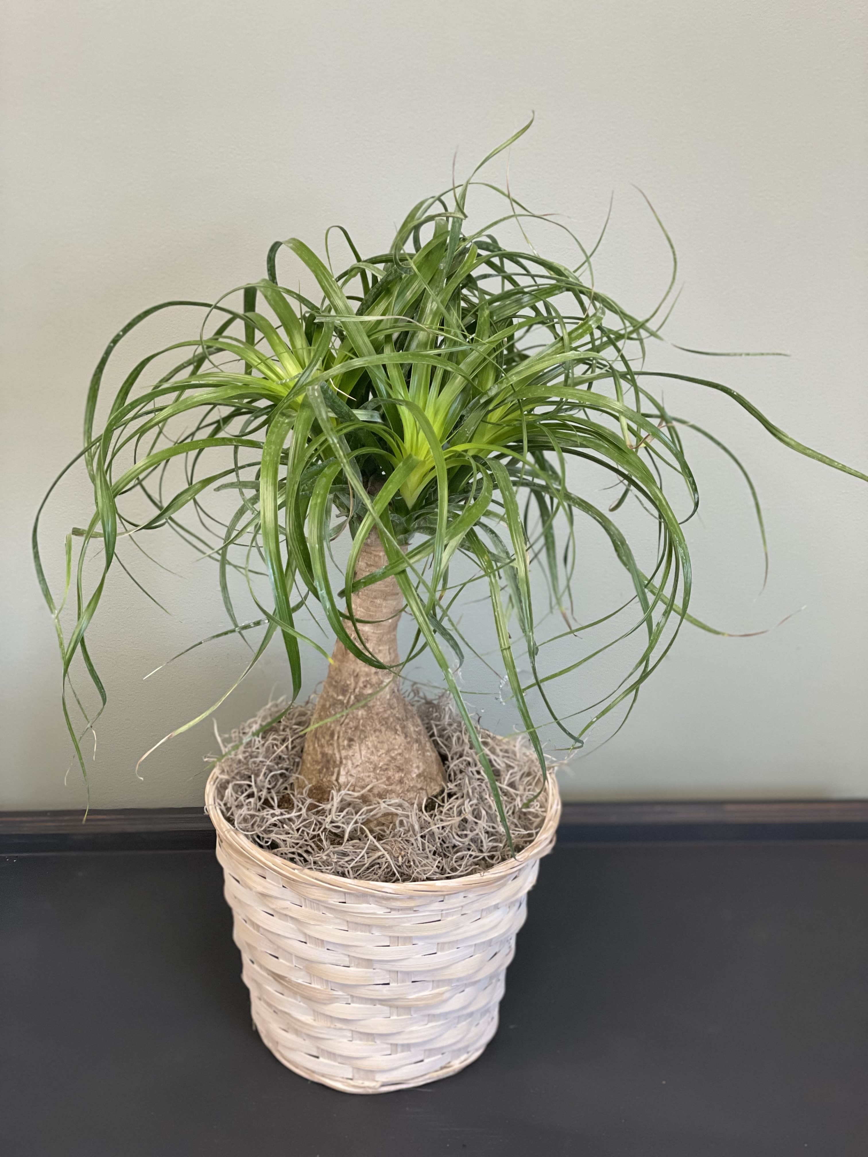 Ponytail Palm Ponytail Palm - Ponytail Palm in a basket