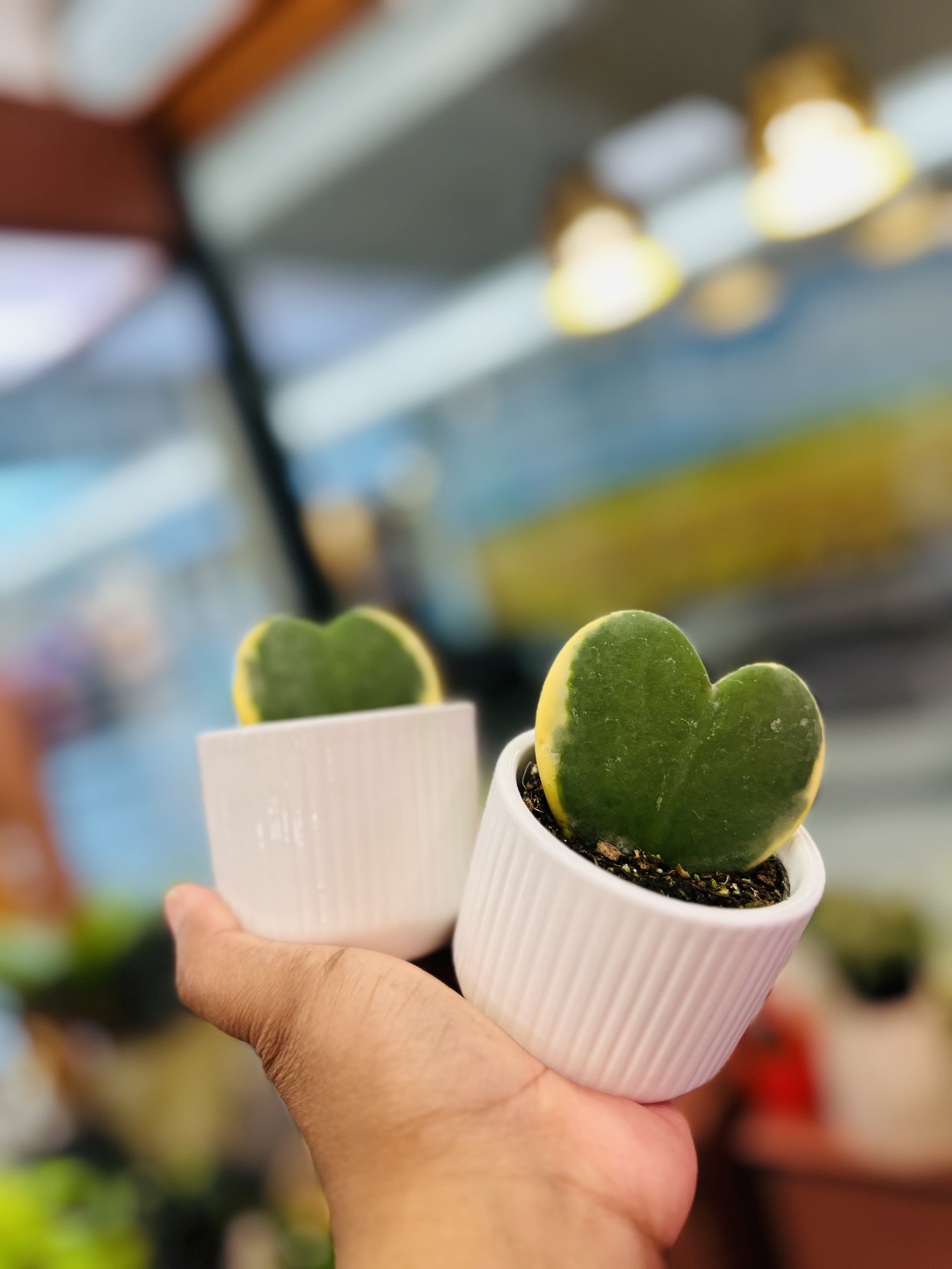 Hoya Heart Variegated - Single leaf. Pot included 