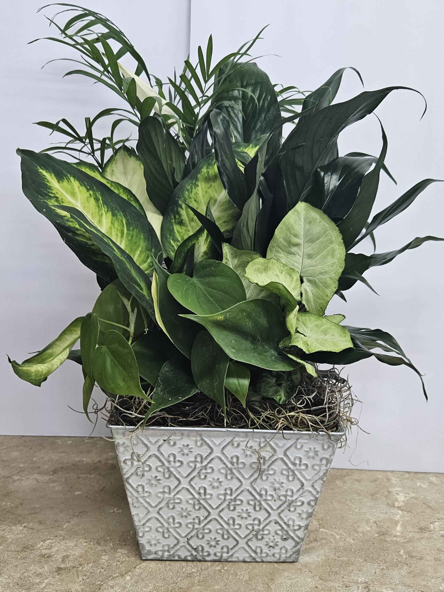 Dish Garden Metal Container - Dish Garden for any Occasion