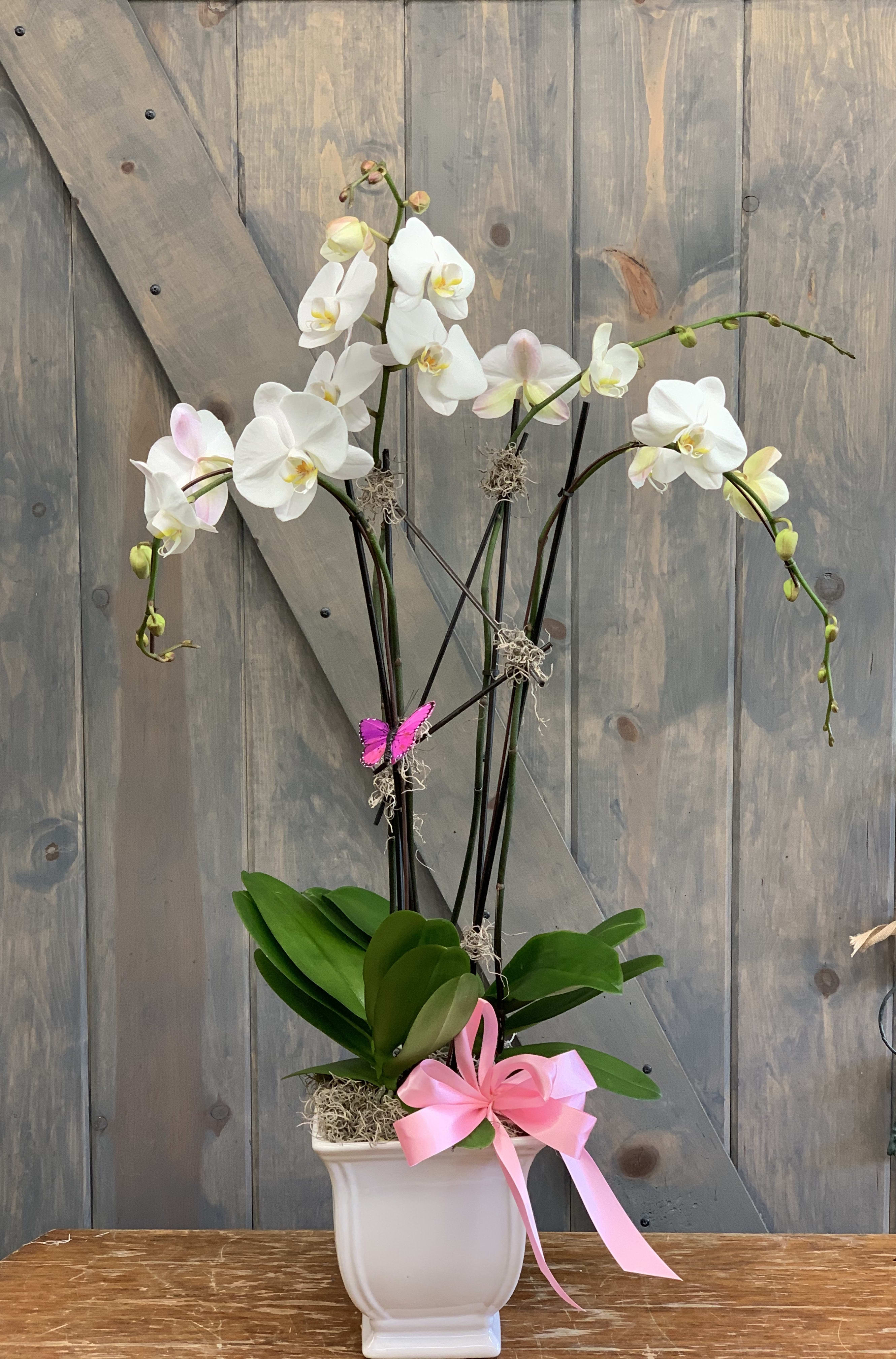 Twin Orchids Twin Orchids - This planter is in a white ceramic container, 2 double spike Phalaenopsis Orchid Plants and dressed with moss, bow, and branches