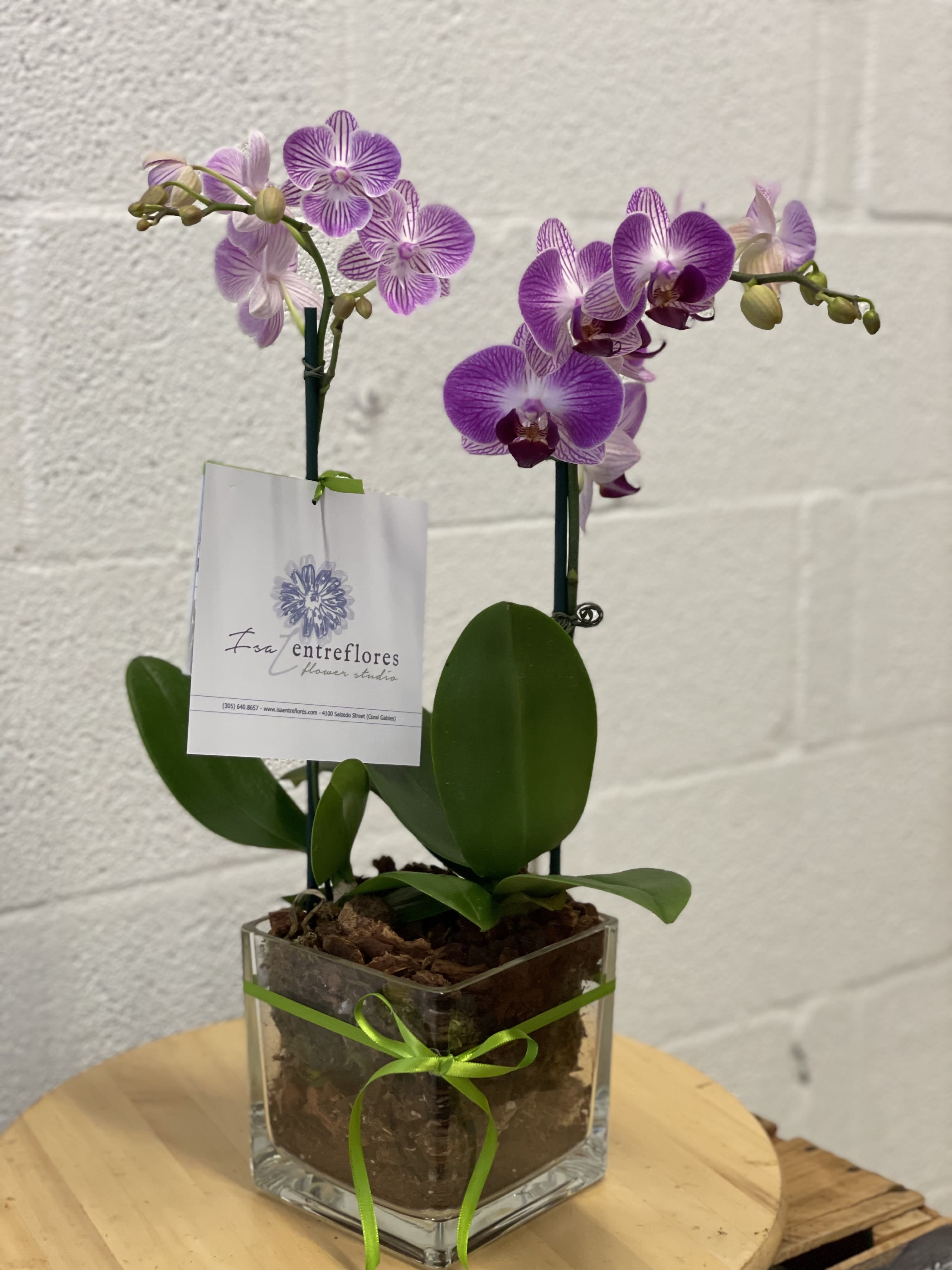 DUET OF ORCHIDS - 2 miniature phalaenopsis, planted in a clear glass cube, with ornamental river stones.  These tropical houseplants can bloom for a few months and thrive for years in the right conditions.  Size: aprox 14” height, 10&quot; width. The color of the flowers may change depending on the availability.  You can add on stuffed animals and balloons to your order and make it even more prettier!