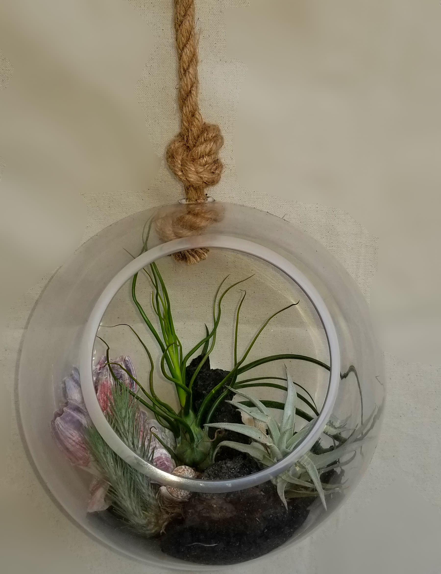 Air Plant Seascape Globe - Though it might look like an underwater seascape, this globe is filled with Tillandsia Air plants and staged with Barnacles coral and seashells.  You can hang this in the corner of a room or place on a bowl to display as a table top garden.