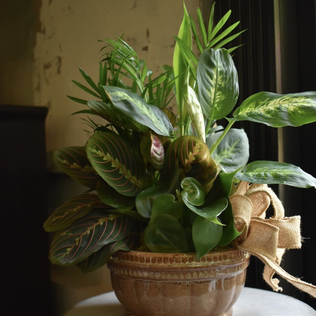 Dish Garden - Containing a varied assortment of 6 green plants, this dish garden arrives presented in a beautiful ceramic dish. 