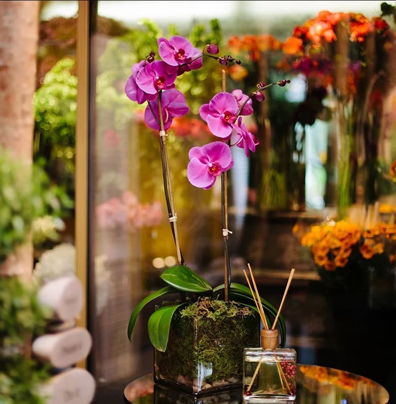 Double Purple Orchid - Double Stem Purple Orchid in 6&quot; Cube