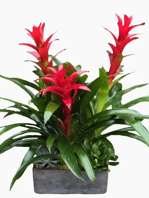 Bromeliad Paradise Bromeliad Paradise - Three bromeliad plants in a ceramic container