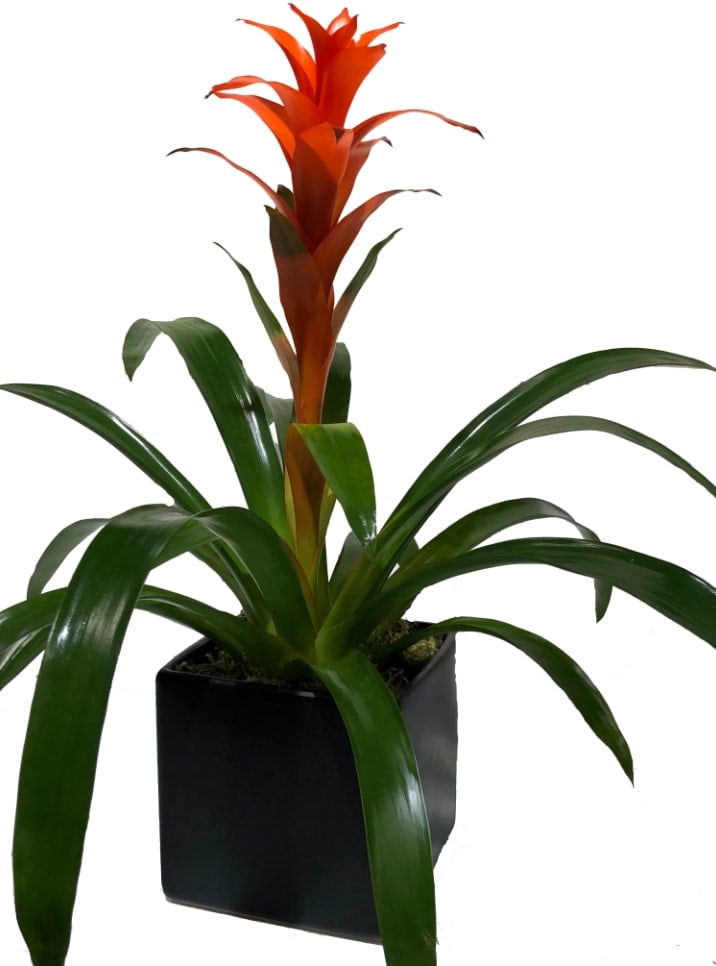 Bromeliad Bromeliad - Bromeliad plant in ceramic container