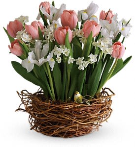 Tulip Song - As if a beautiful spring bouquet arranged in a nest-like woven basket wasn't cause enough for celebration, this arrangement has even more! A beautiful yellow bird rests among its blossoms.  Stunning pink tulips, brilliant yellow iris and dazzling white narcissus are perfectly placed to look like they are blossoming from their &quot;nest.&quot; Add the sweet little bird and it is definitely the right time to sing a song of spring!  Approximately 16&quot; W x 17&quot; H  Orientation: All-Around 