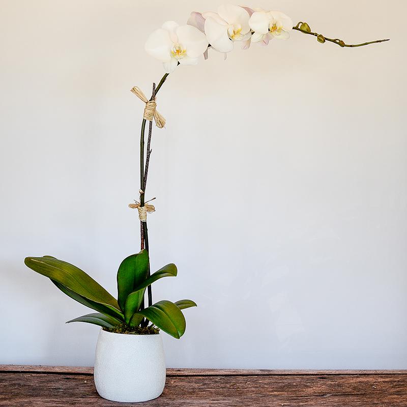 Phalaenopsis Orchid Phalaenopsis Orchid - Also called the Moth orchid, these larger, elegant flowers bloom for up to 2 months. Moderate to moderately bright light is preferred. Keep soil moderately moist.Water thoroughly and drain excess water in saucer to prevent root rot.