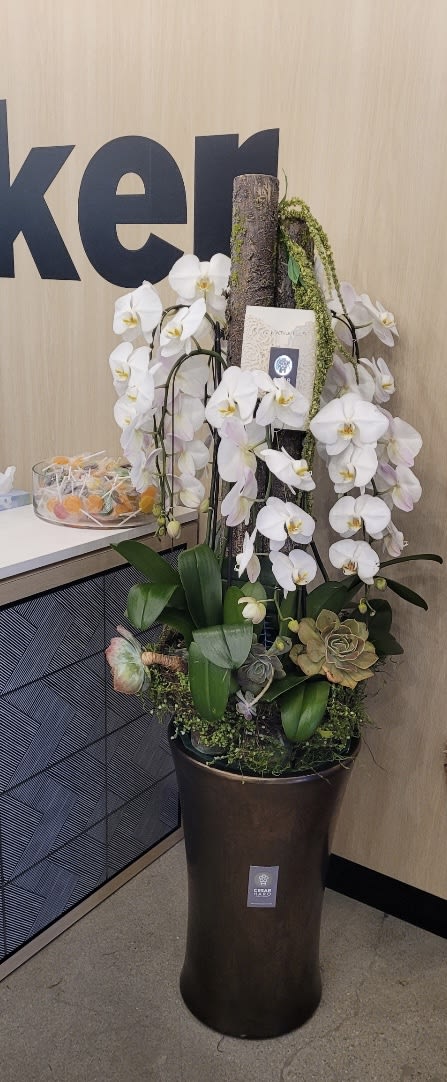 Enchanting yet Majestic Orchids - Stunning white orchids one of the most rare and treasured of all exotic flowers with hints of succulents. Ideal for Grand Opening Business, Engagement, Corporate, Etc,