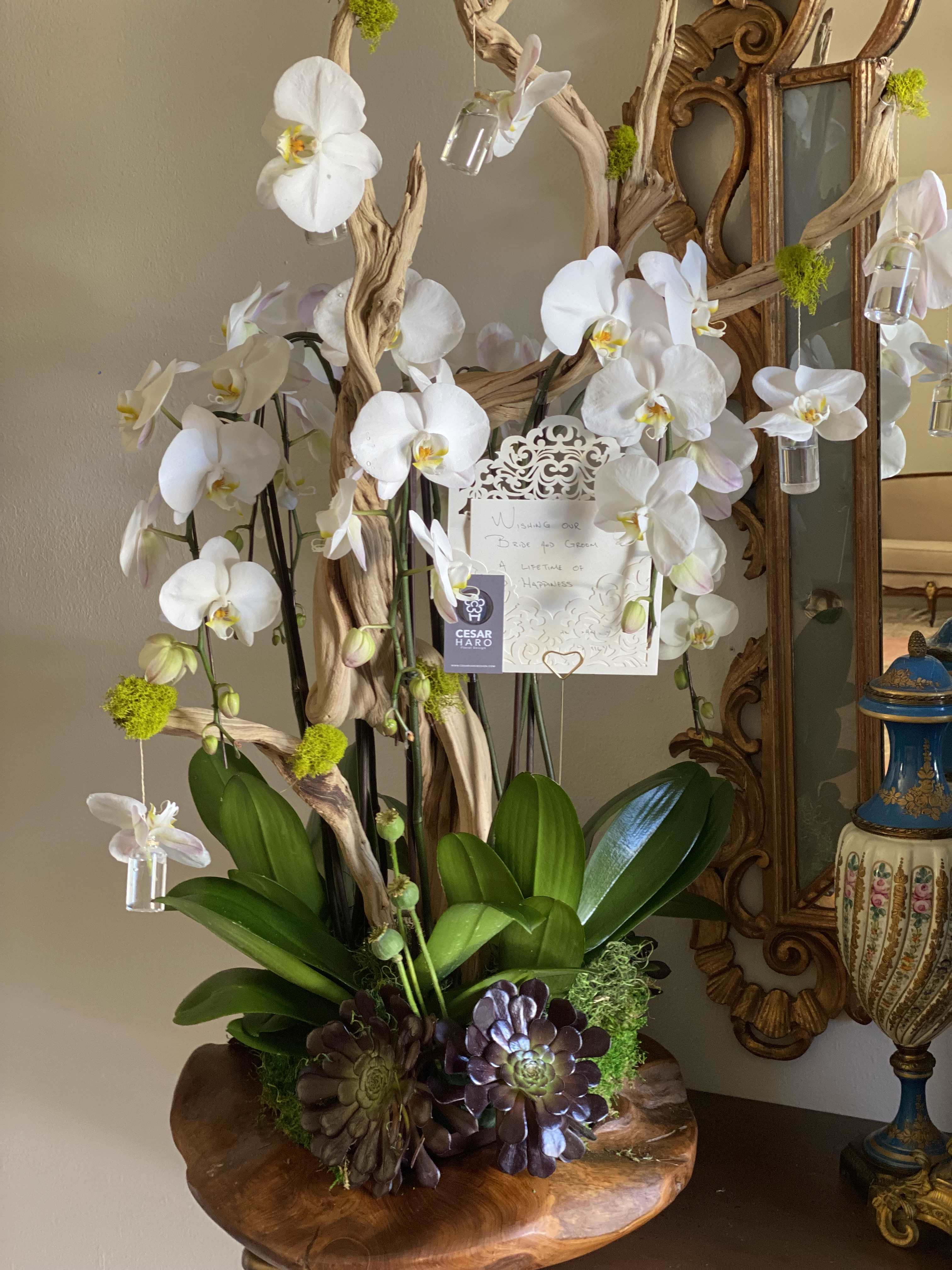 Floating Orchids Accent - 10 Stems Phaleanopsis Orchids beautifully design in a unique teak wood container. Clear 