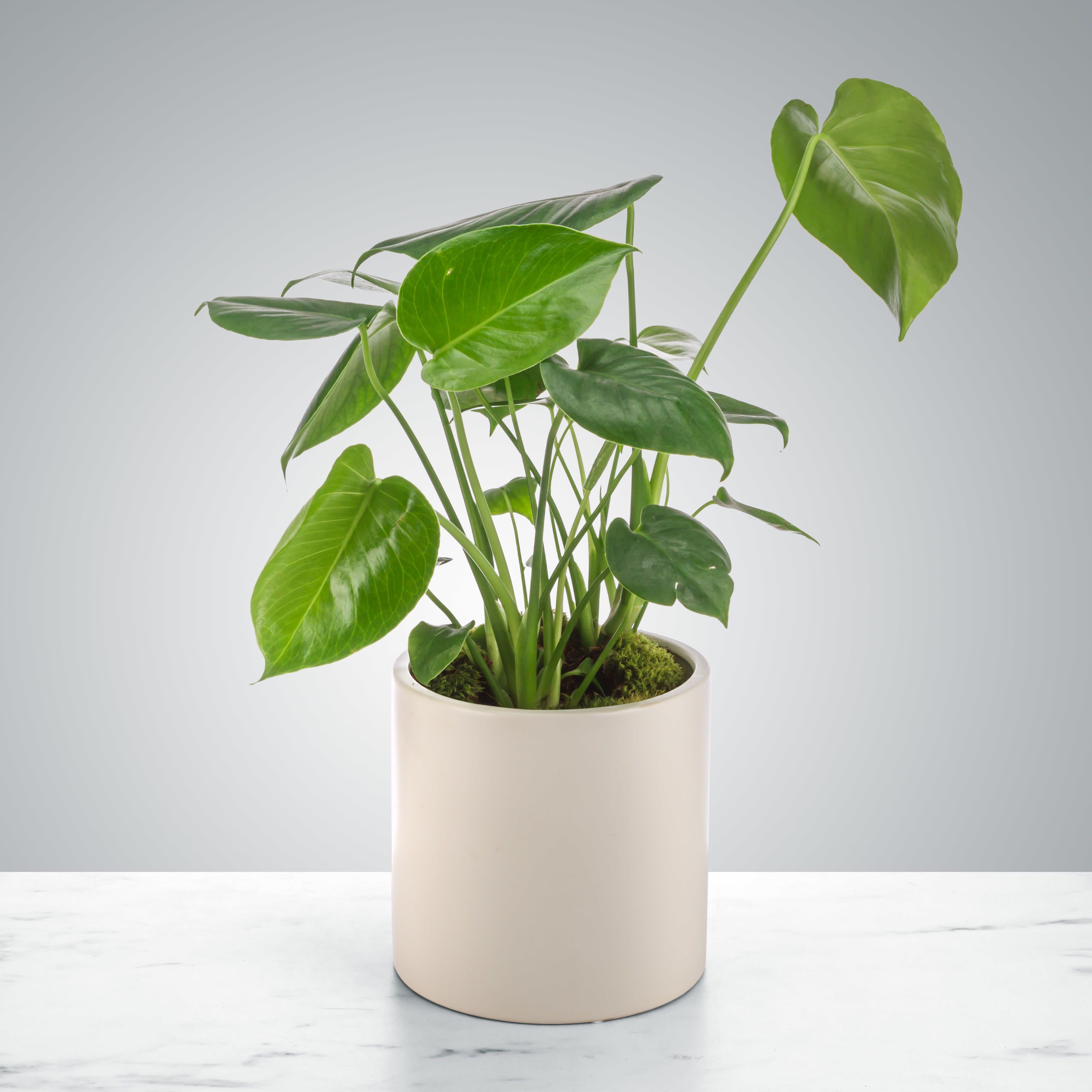 Monstera Plant by BloomNation™ Monstera Plant by BloomNation™ - The Monstera is a classic house plant that likes bright to medium indirect light. Send it to your trendiest friend to make their space blog-worthy.
