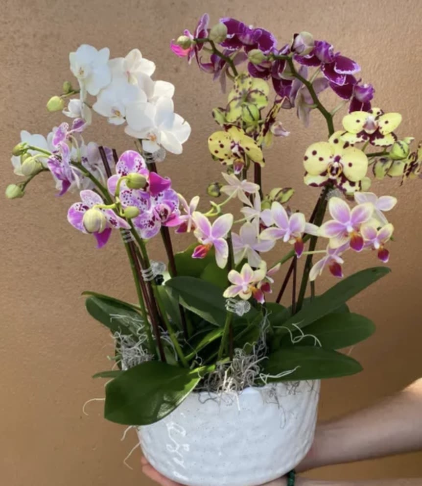 Orchids Mixed mini orchids  - A beautiful mix of mini orchids elegantly displayed 