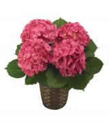 Make Mom Happy Hydrangea Make Mom Happy Hydrangea - Product Recipe: Purple/Pink potted hydrangea plant.