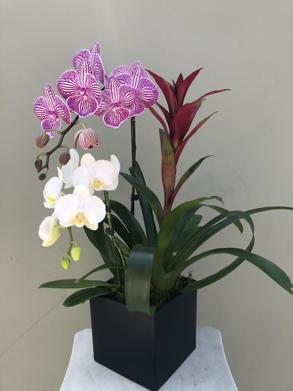 Friendship Forever Friendship Forever - COMBINATION OF PHALAENOPSIS ORCHIDS IN UNIQUE POT.