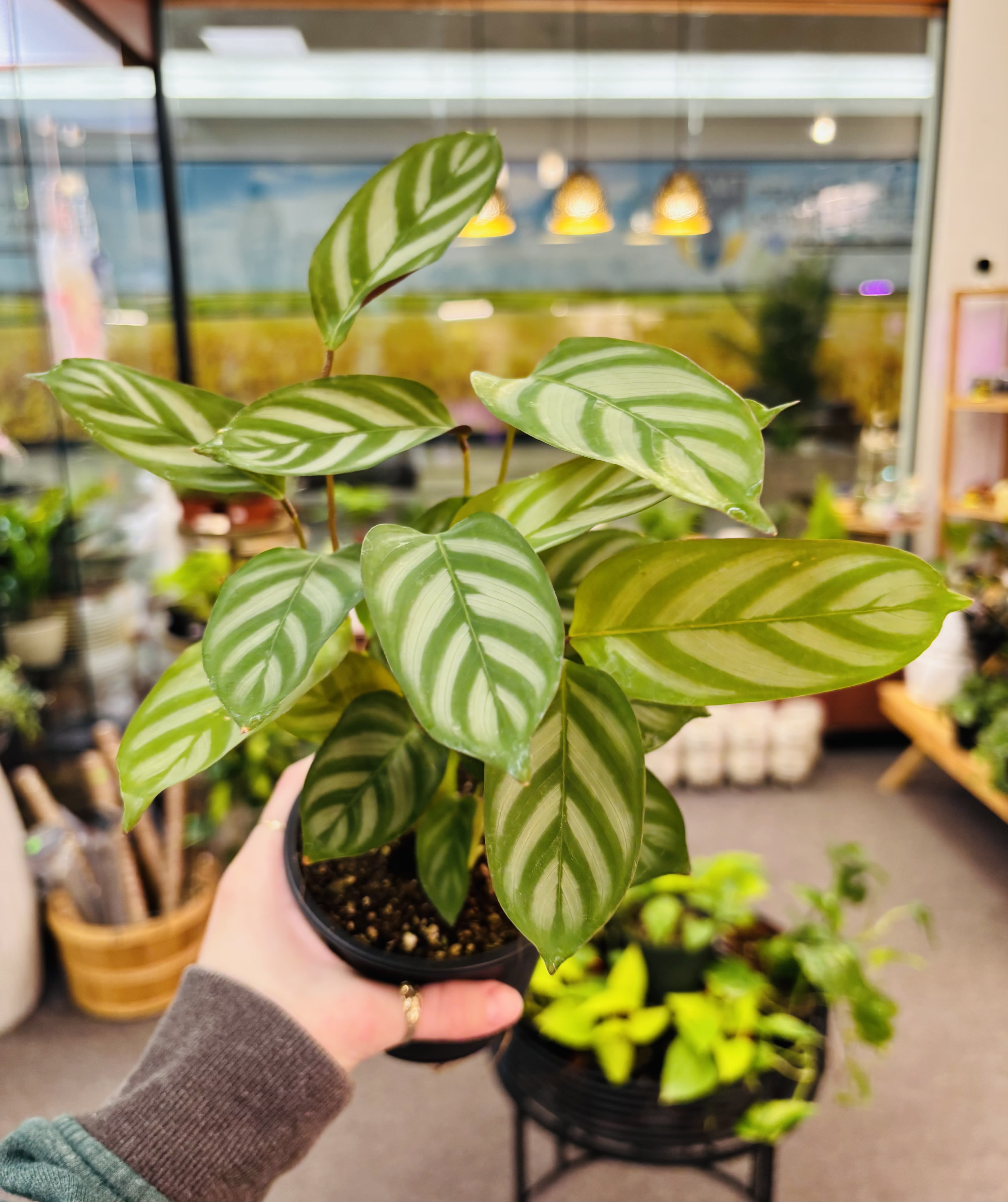 Calathea Setosa - Calathea is a low-light plant, so it will do best in medium to low light. Keep the soil moist, but not saturated. Water your Calathea more frequently during spring and summer.  Water: only water when the topsoil becomes dry to the touch during winter. Pet Friendly: Yes 
