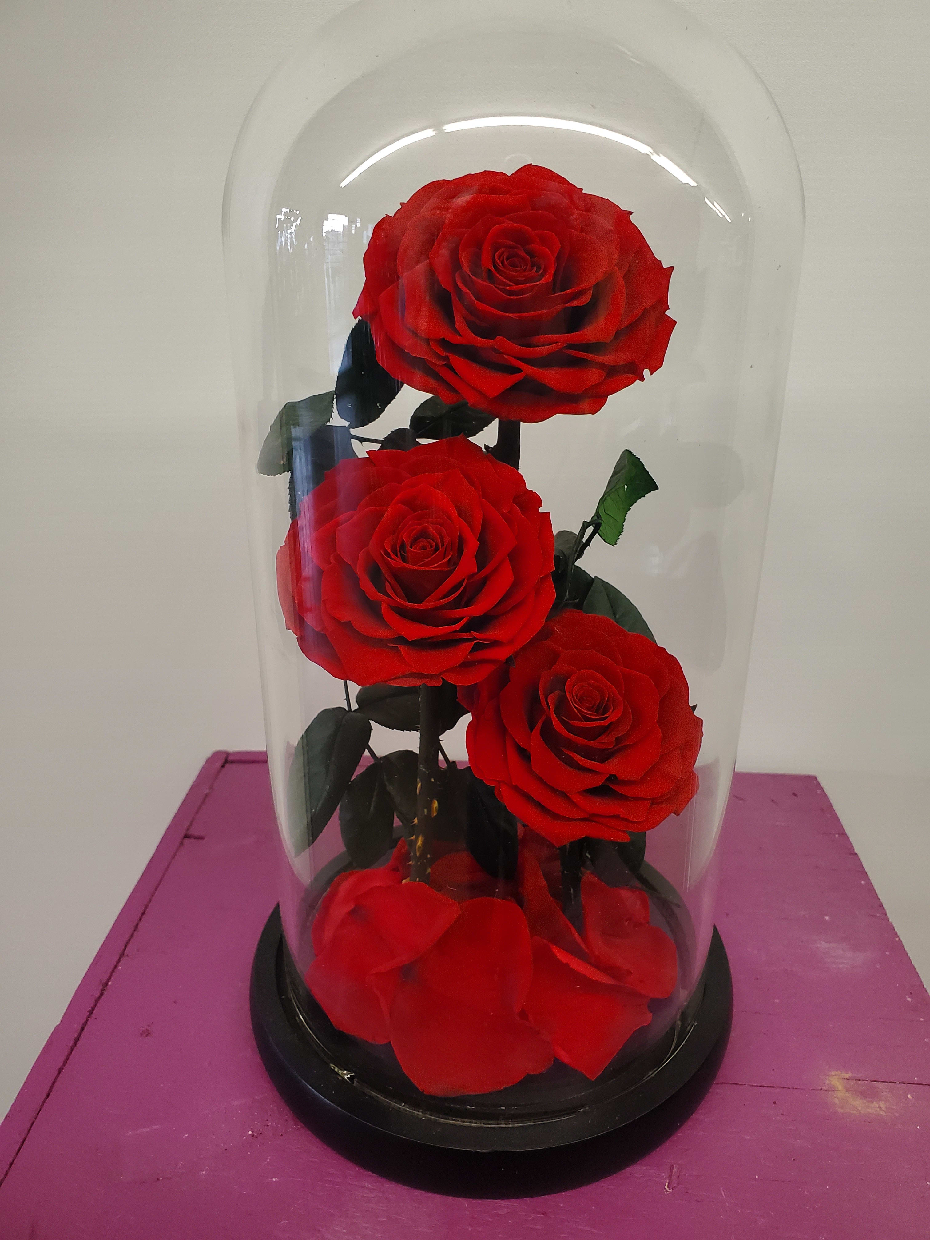Foerever enchanted trio red roses Foerever enchanted trio red roses - Preserved flowers are 100% made of real roses and processed through a unique and non-toxic preservation method. The eternal rose is preserved in the glass dome on the wooden base for better protection of the roses. roses are made to last at least 3 years.
