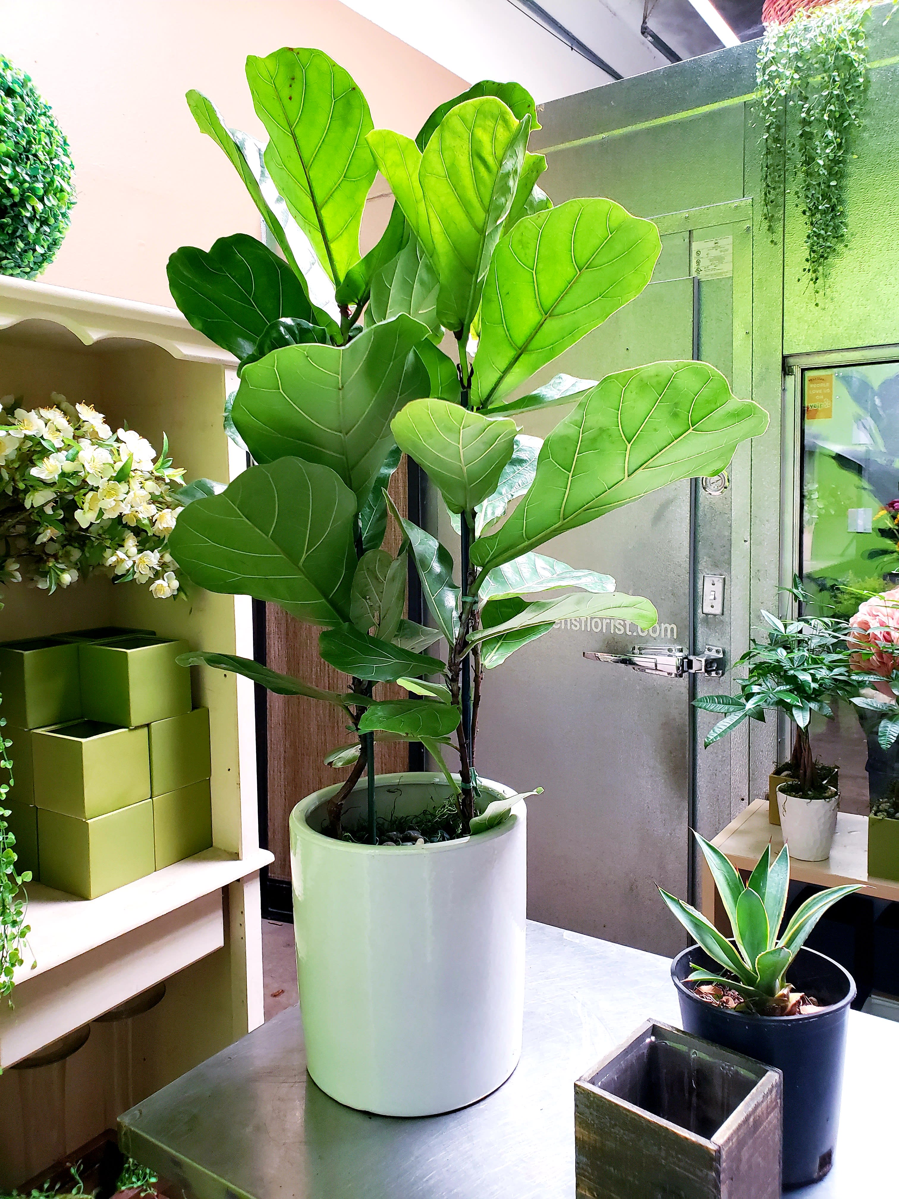 Fiddle Leaf - 32in h.  8in pot
