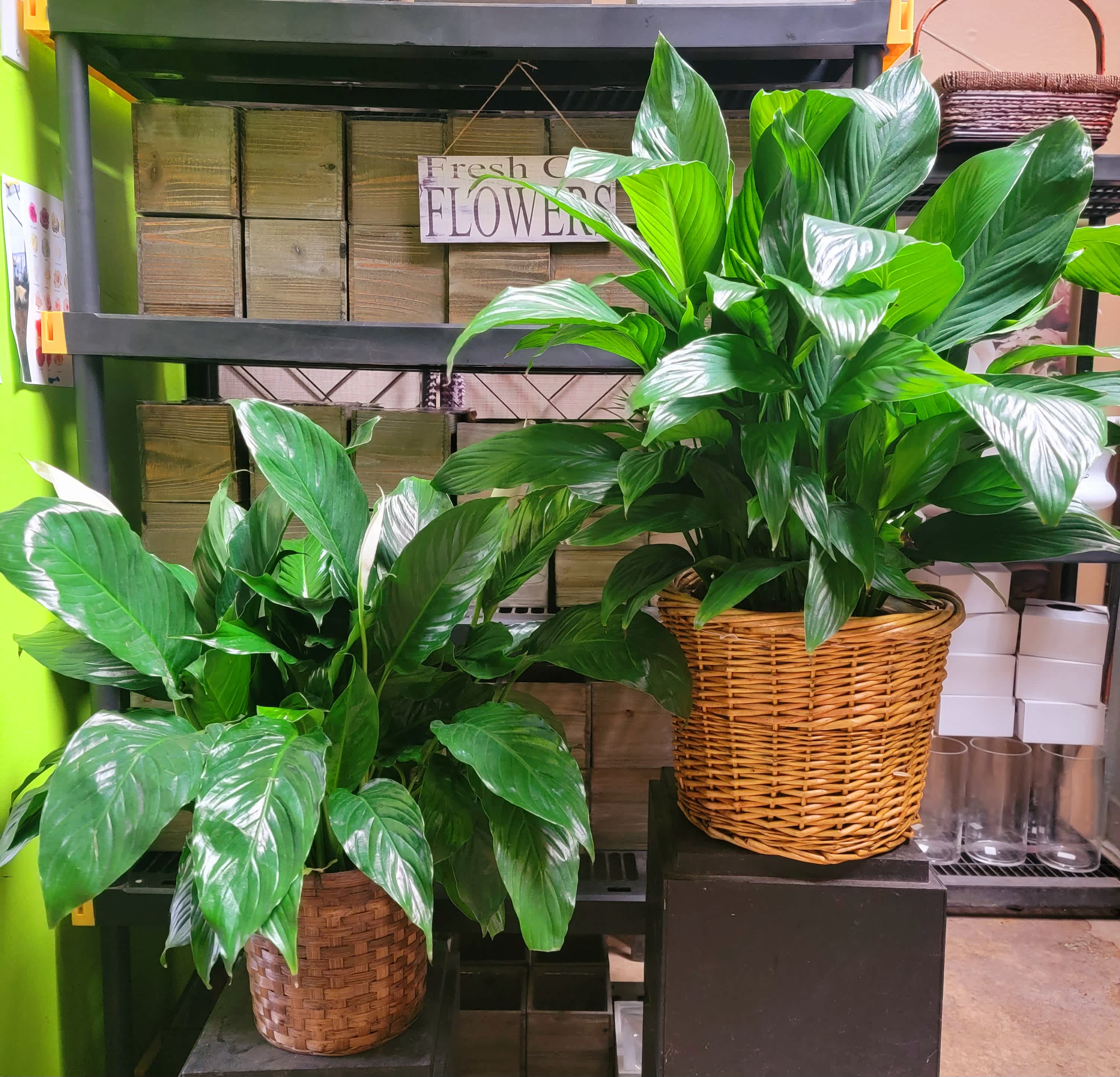 Beautiful Peace Lily Plant Beautiful Peace Lily Plant - standard 8in deluxe10in premium 12in