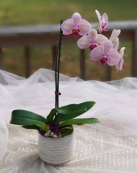Pink Phalaenopsis Orchid - This Pink Phalaenopsis Orchid is stunning!  It arrives in a modern, ceramic container surrounded by river rocks and decorative moss. This magical plant is suitable for a home or an office and is appropriate for any occasion!