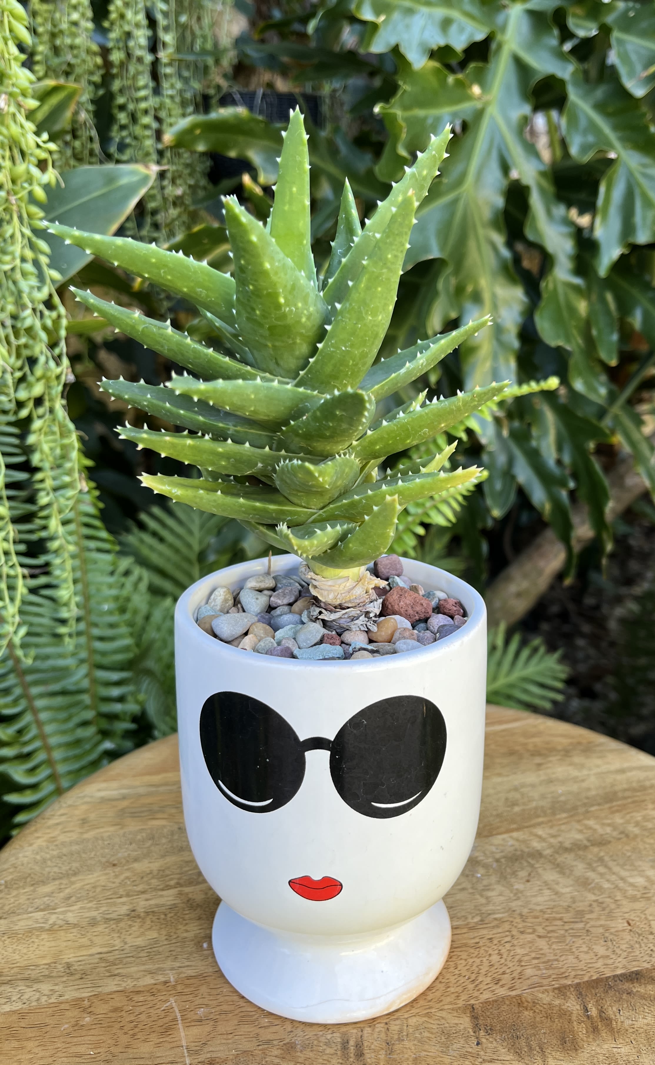 Cool Cool - A living succulent selected and grown to complement a mug about 4 inches tall. This photograph illustrates the variety of succulent types and mugs we offer. The specific succulent and mug combination delivered will be determined by the designer based on availability. If you would like to request a specific item, please place your order in the Custom Arrangements section where you can specify those details or give us a call to discuss your ideas. We grow our succulents in a soil-free medium in mugs with drain holes to help assure long-term, disease-free health of the plant. Each succulent comes with a care instruction.