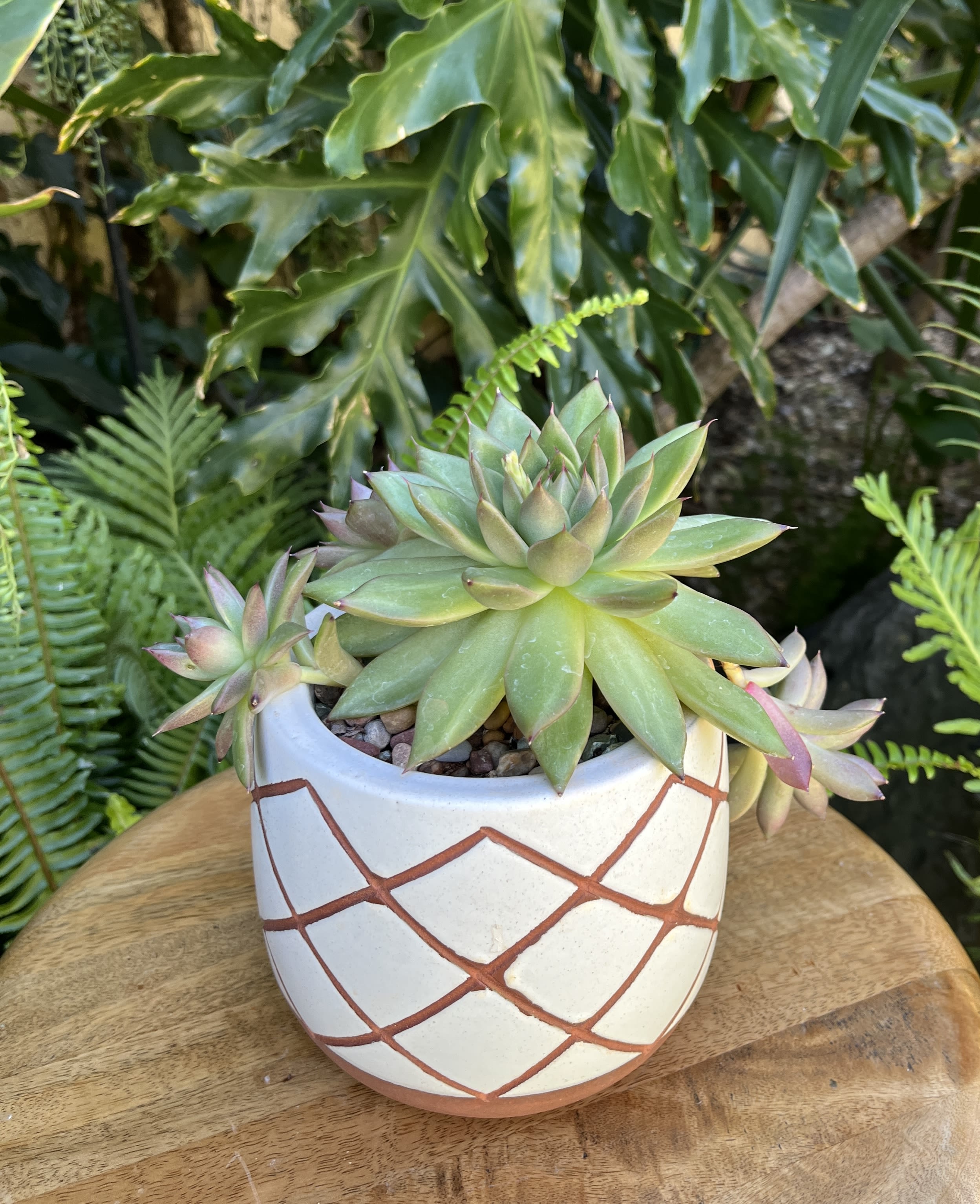 Sample Sample - A living succulent selected and grown to complement ceramic container 4 inches tall. If you would like to request a specific item, please place your order in the Custom Arrangements section where you can specify those details or give us a call to discuss your ideas. We grow our succulents in a soil-free medium in mugs with drain holes to help assure long-term, disease-free health of the plant. Each succulent comes with a care instruction.