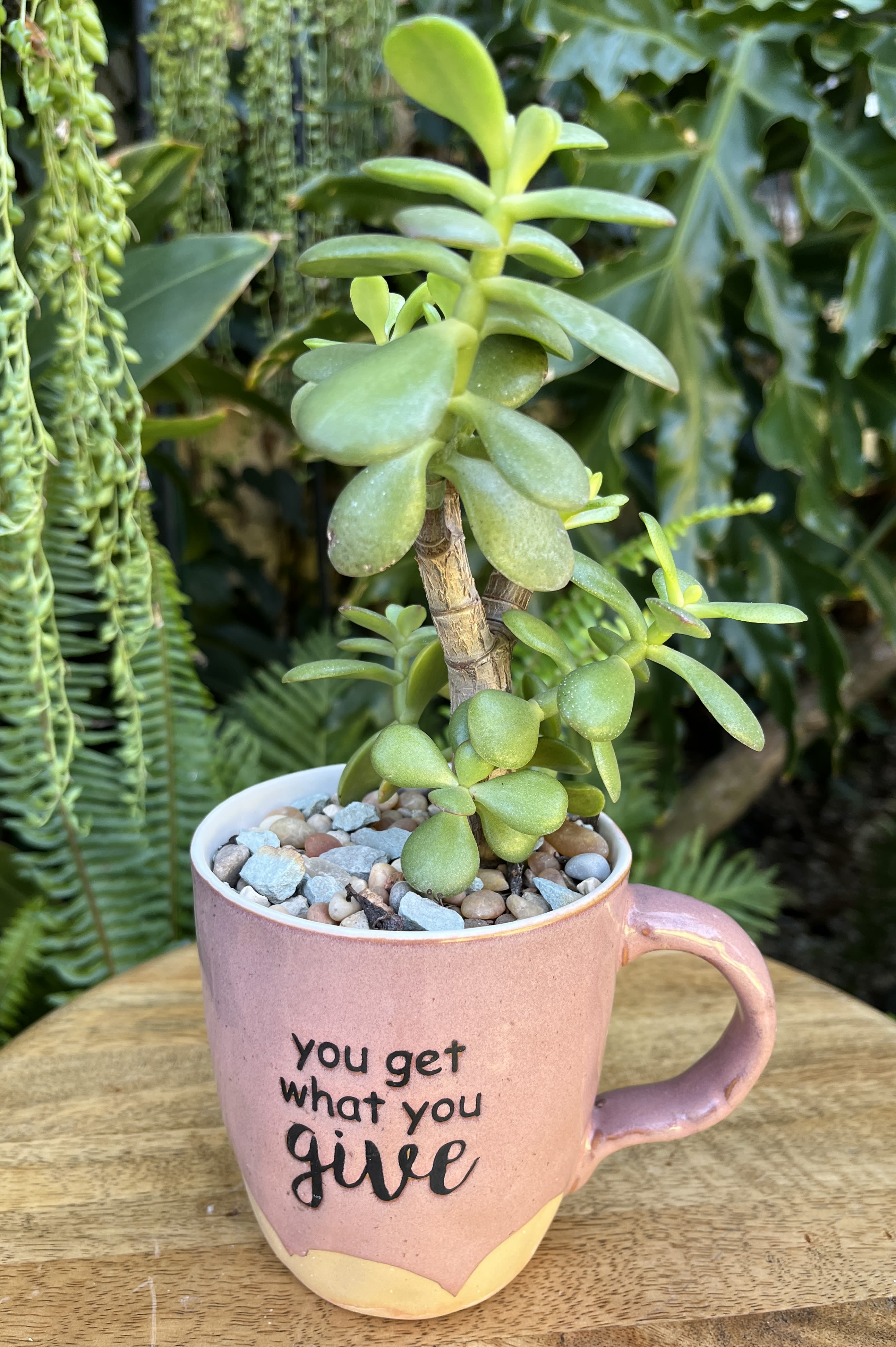 To Give To Give - A living succulent selected and grown to complement a container about 4 inches tall. If you would like to request a specific item, please place your order in the Custom Arrangements section where you can specify those details or give us a call to discuss your ideas. We grow our succulents in a soil-free medium in mugs with drain holes to help assure long-term, disease-free health of the plant. Each succulent comes with a care instruction.