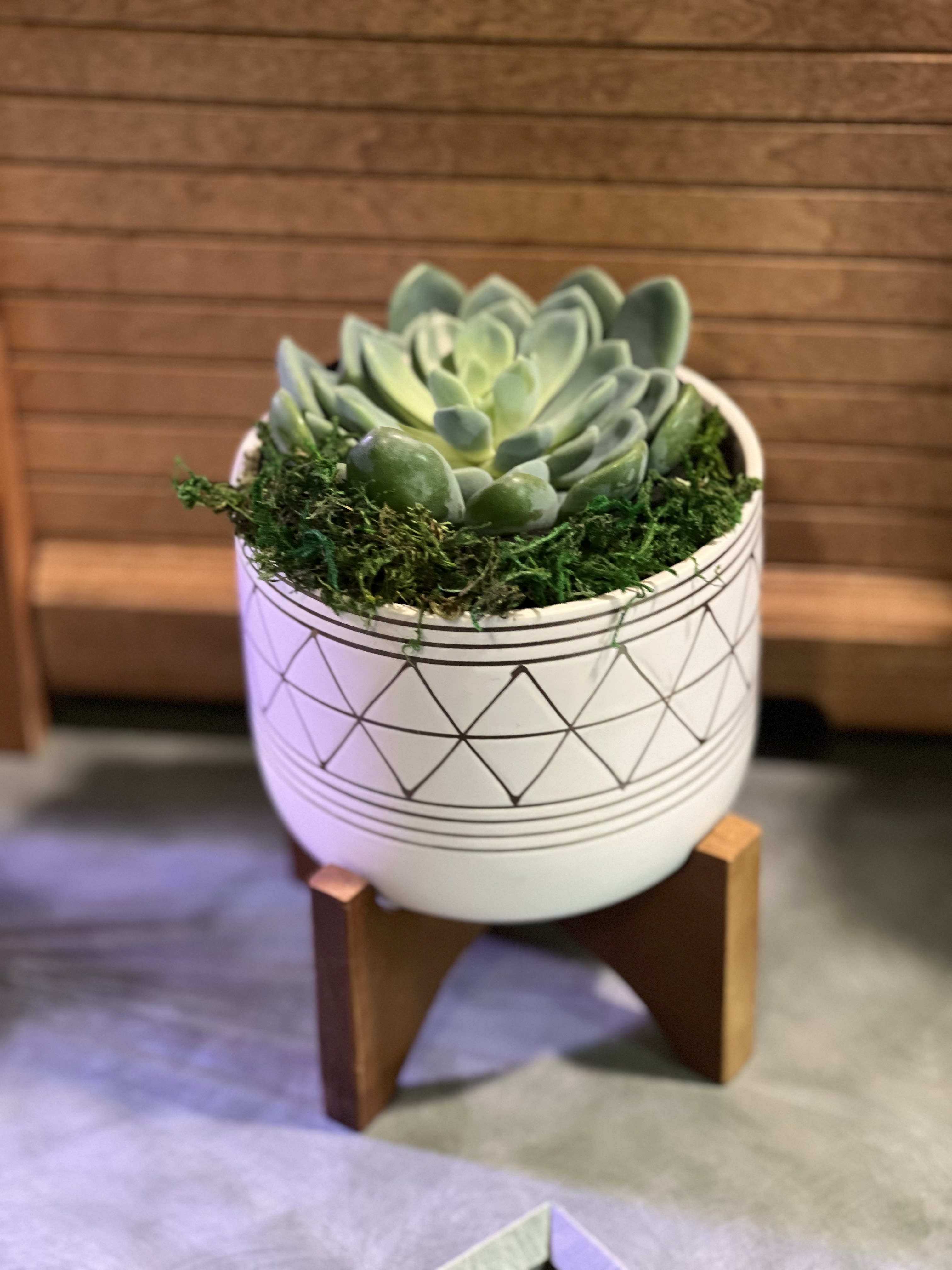 Geometric Planter Geometric Planter - Our Geometric Planter goes perfectly on a desk, counter or nook. Container is attached to the stand to increase sturdiness. Beautiful oak stain stand with gold etching around the bowl. Filled with soil, sand and fertilizer at the proper depth to give you a year's worth of growth. Just remember to water lightly, every week. Description: 6X5" CERAMIC POT with STAND 6" tall with stand, 3 1/2" depth, 5" opening. Comes with a single plant or succulent of our choice. ( please leave choice of succulent or plant in the comments.)