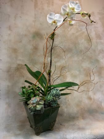 Orchid and Succulent Garden Orchid and Succulent Garden - A verdant garden of succulents and phalaenopsis orchid plants composed in a rustic ceramic vase. Moss and curly willow branches accent the lines of this elegant living arrangement. Single or double stem orchids.