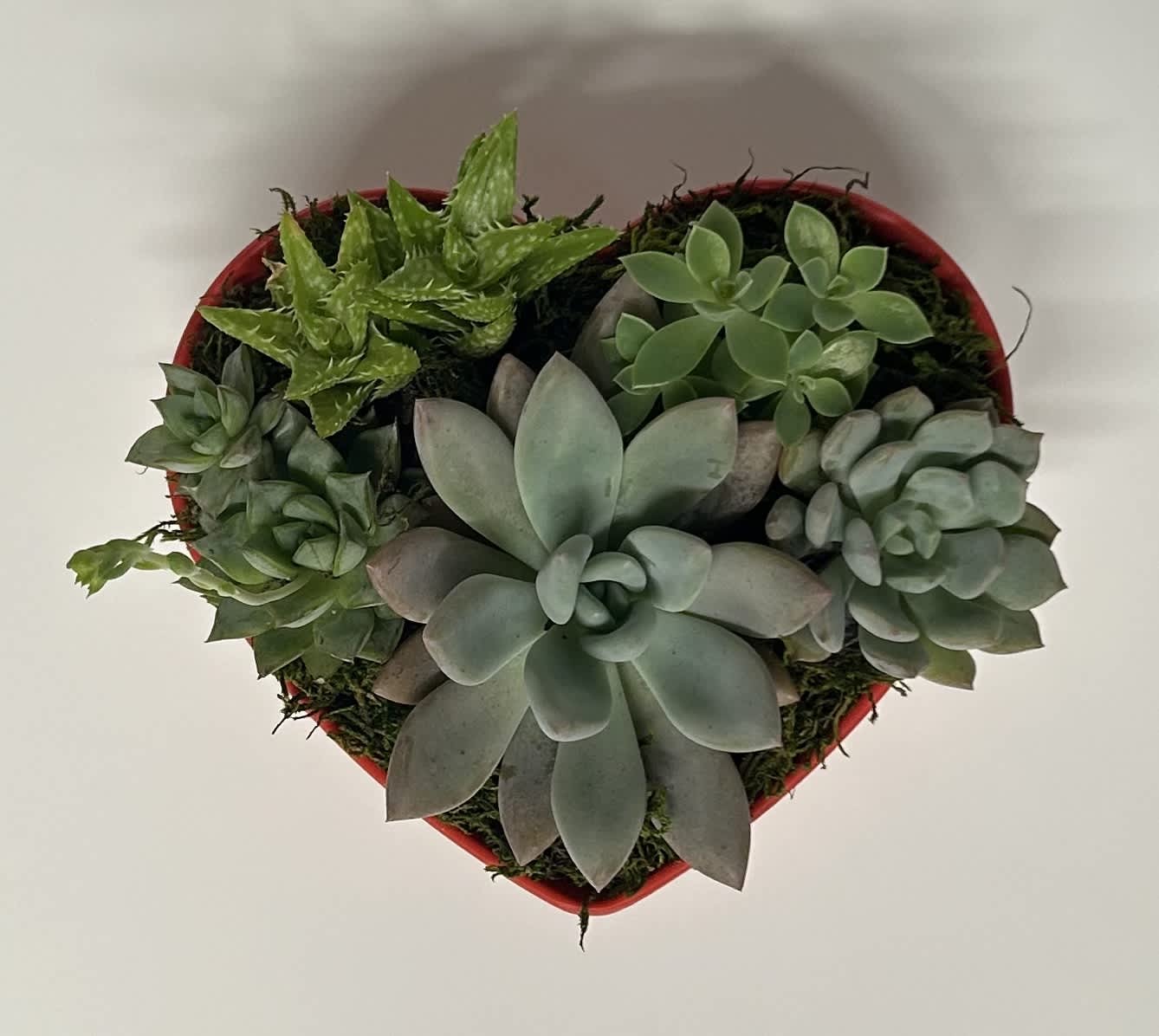 Heart Succulent Bowl - A simple and sweet little bowl full of love.