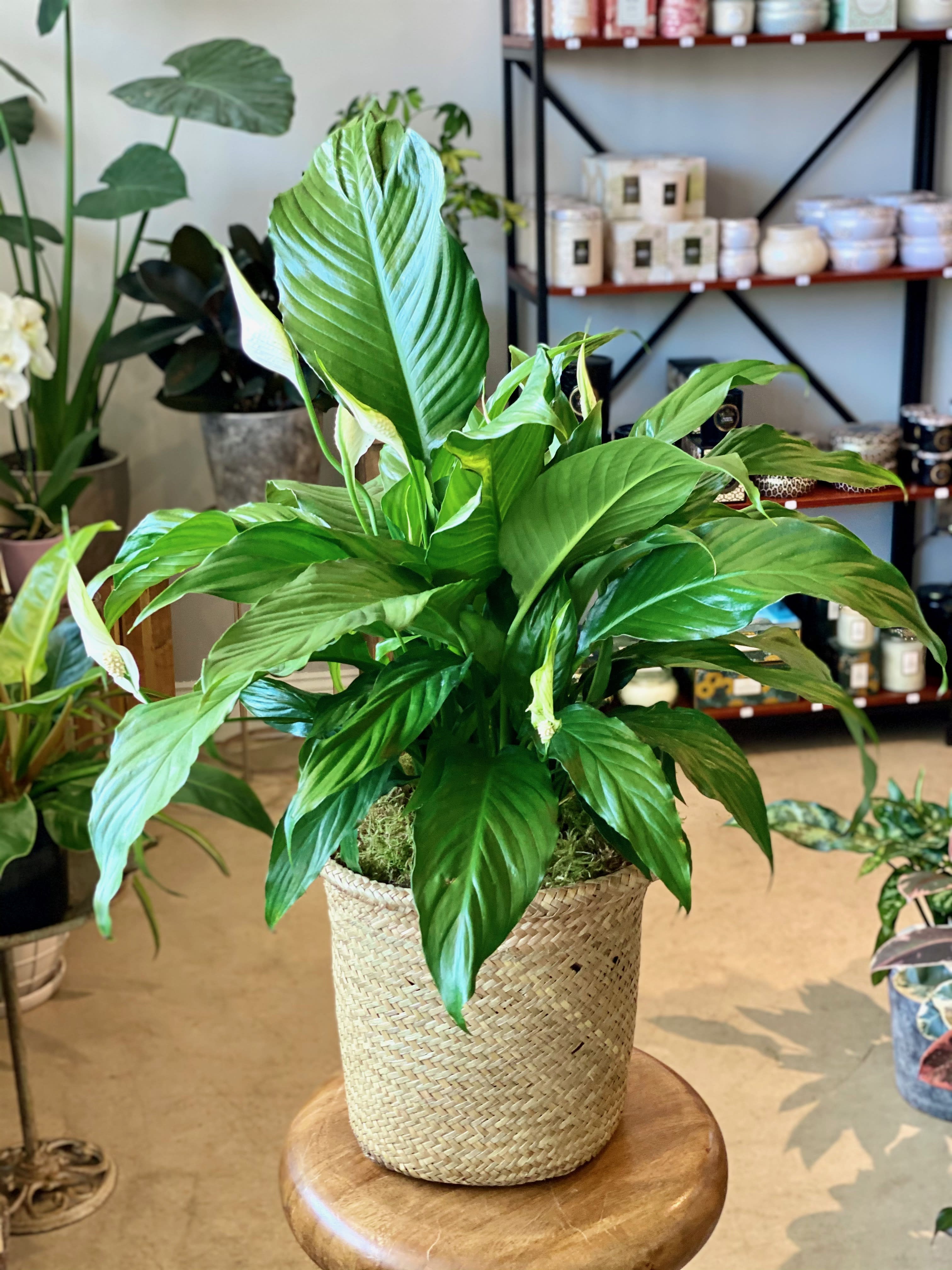 8&quot; Peace Lily in woven basket - 8” Peace Lily Basket , active bloom spike not guaranteed