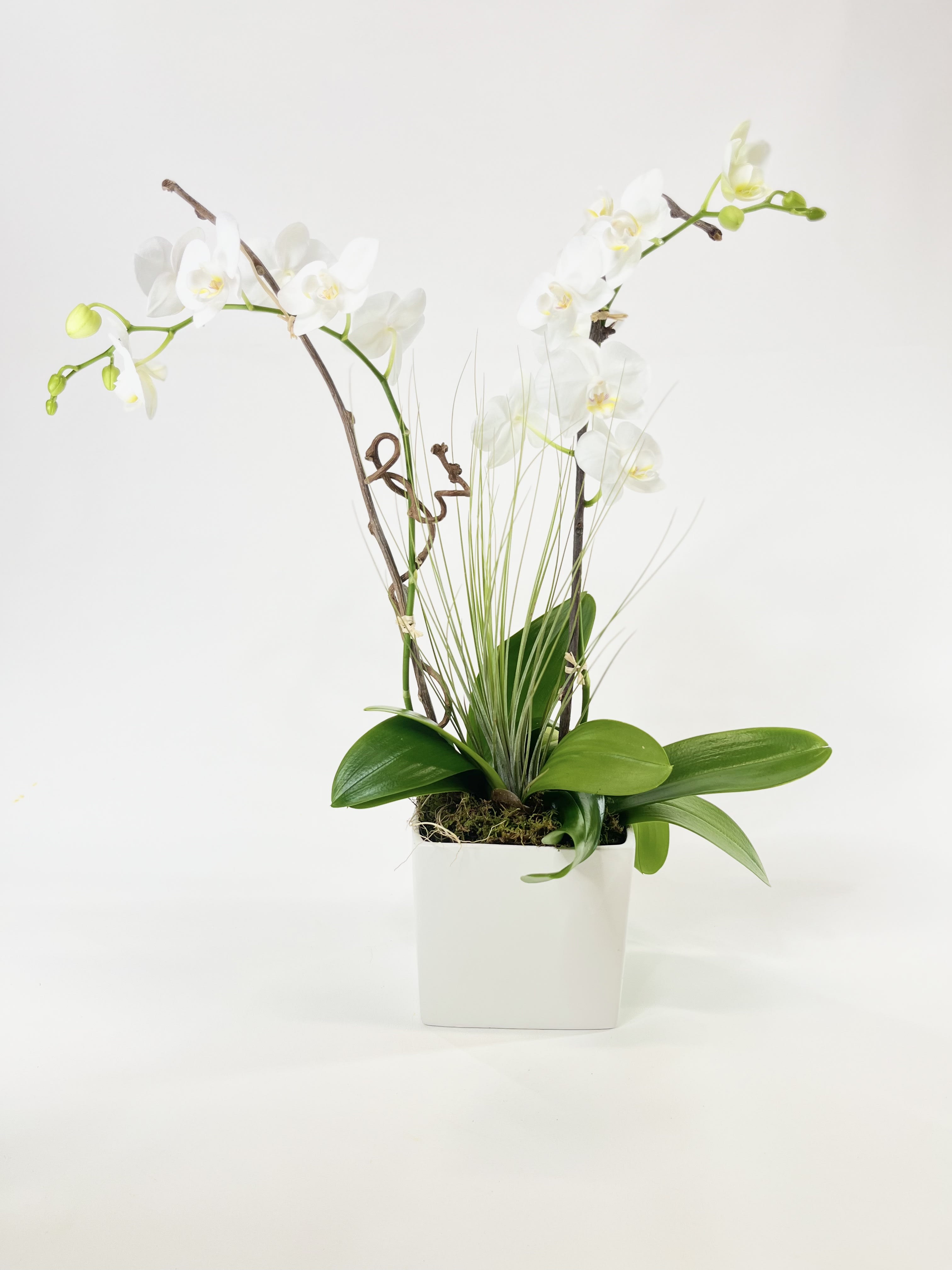 Dignity -  A double white mini phalaenopsis orchid with a yellow throat dressed with an air plant in a white cube. 